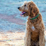 A shaggy, auburn-colored dog sits on a patchy ground, its head turned to its left with its tongue hanging out. The dog wears a sturdy green Jersey - Emerald + Pink by Georgie Paws and has a small white patch on its chest. Its curly fur and relaxed posture convey a sense of calm and contentment in an outdoor setting.