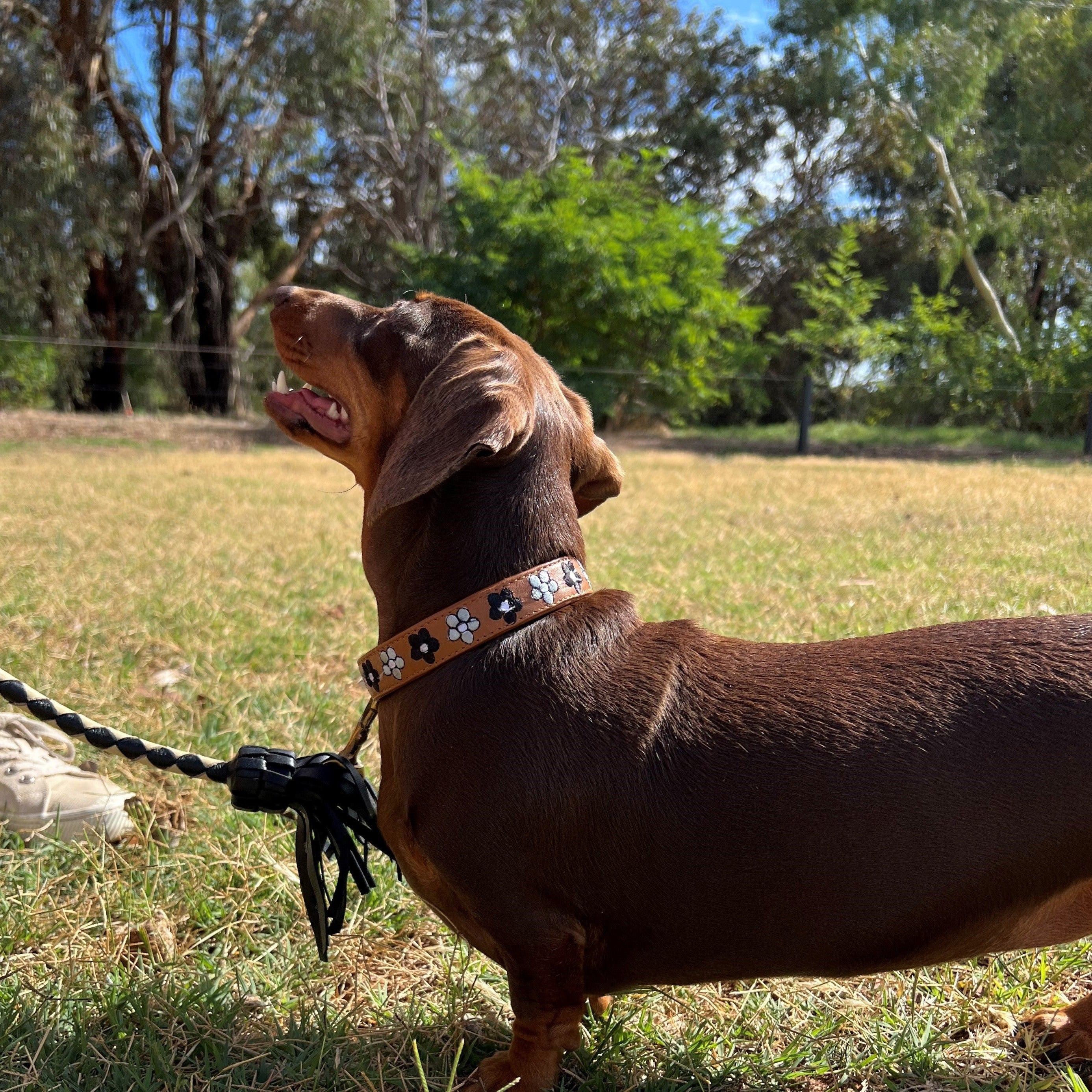 A dachshund on a leash, with a Georgie Paws butter-soft leather studded collar, stands alert on patchy grass, partially shaded by trees, as a person in casual footwear partially appears in