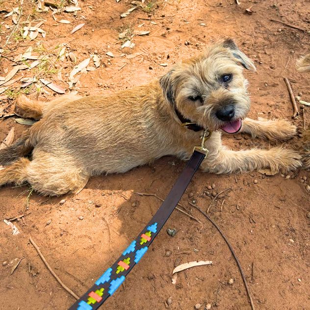border terrier lying on dirt, panting with a leather dog lead and decorative stitching