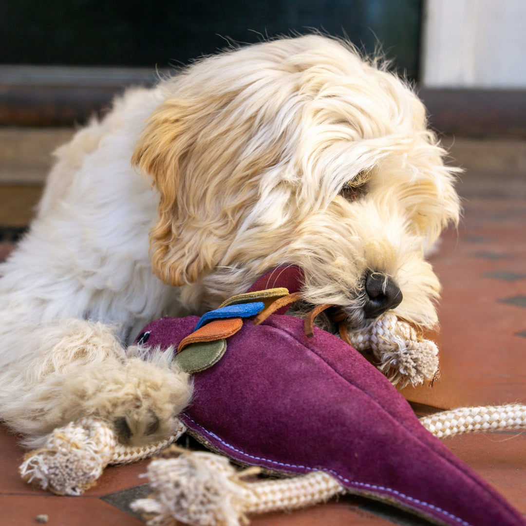 A close-up of Fink the Frillneck Lizard Dog Toy by Georgie Paws, showing the multicoloured felt frill detail.
