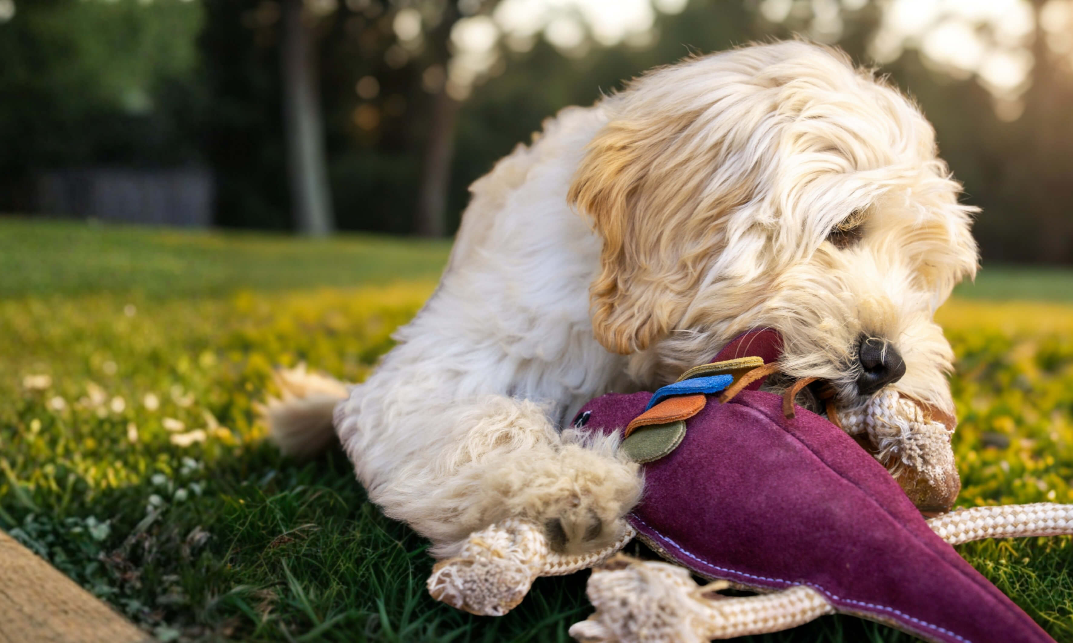 A fluffy cream-colored dog lies on grass, chewing a handmade purple plush toy with colorful fabric accents. The background is blurred, showing trees and sunlight, creating a warm outdoor atmosphere.