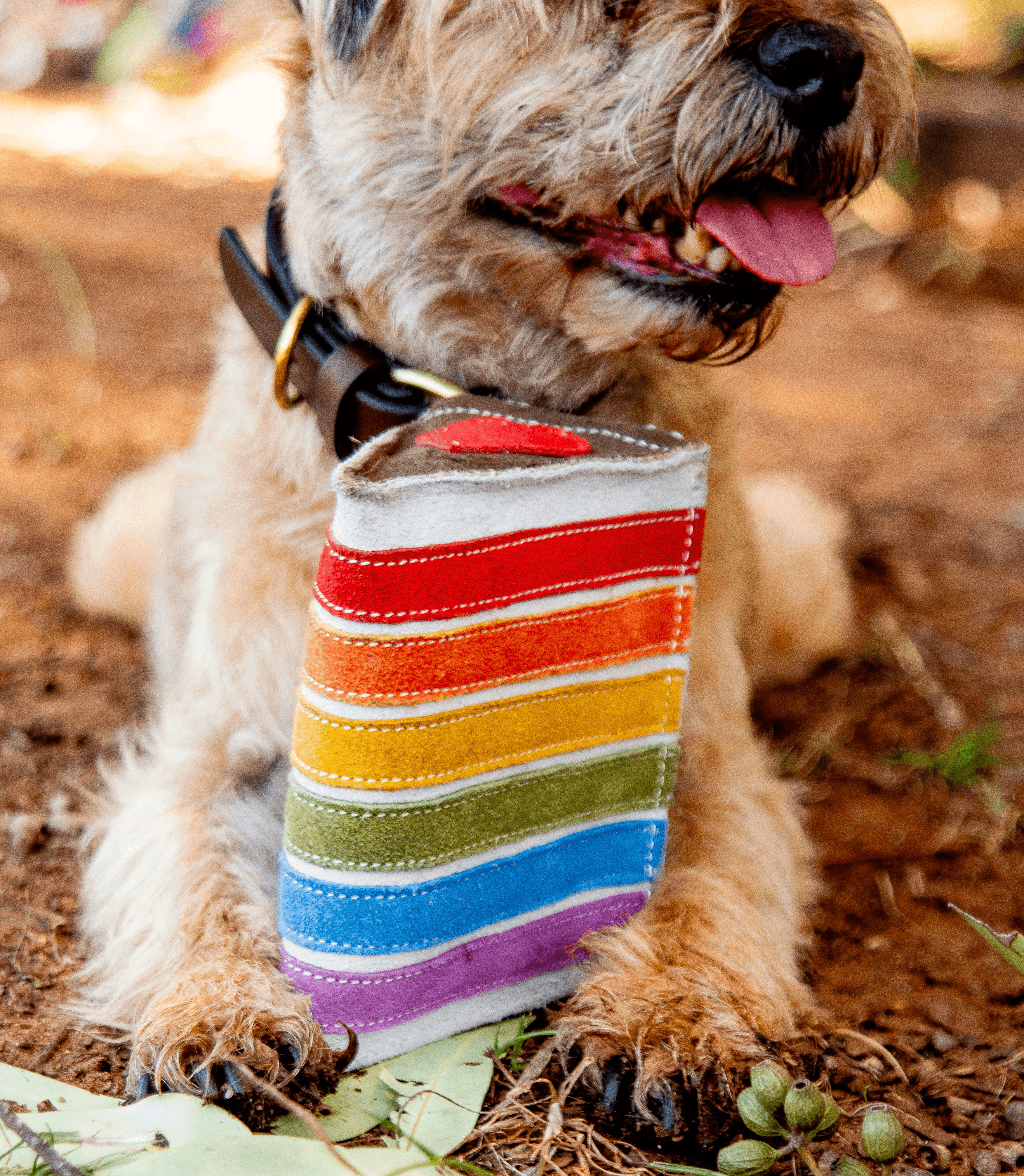 A small, fluffy dog with light brown fur and a black nose lies on brown dirt, wearing a black collar and a striped rainbow bandana. The dog’s tongue is out, and green leaves and small seed pods are visible on the ground near its paws, creating an eco-friendly setting.