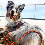 A joyful Australian shepherd with a Georgie Paws Tonto Lead - Lollypop lounges on a wooden deck, its blue merle coat glistening in the sunlight, with a content smile and ears perked, enjoying a bright sunny.