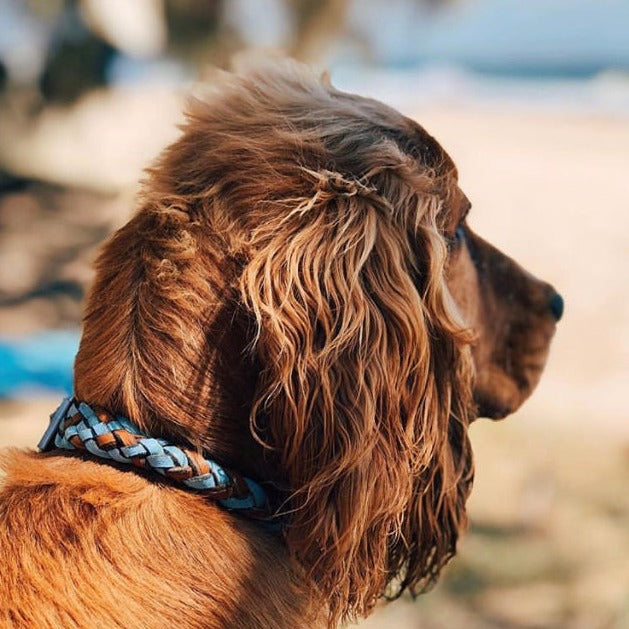 A golden-brown cocker spaniel gazes out contemplatively, wearing a stylish blue Georgie Paws Tonto collar, its wavy ears fluttering in the gentle seaside breeze, epitomizing a moment of