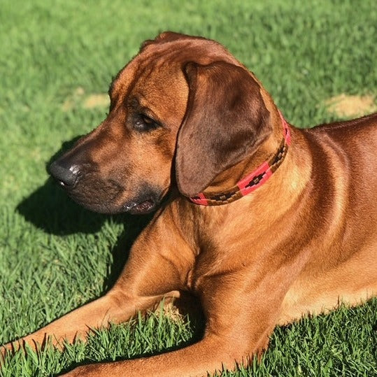 A serene brown dog with a glossy coat and a Georgie Paws Polo Collar in Poppy lies on vibrant green grass, soaking up the sunlight.