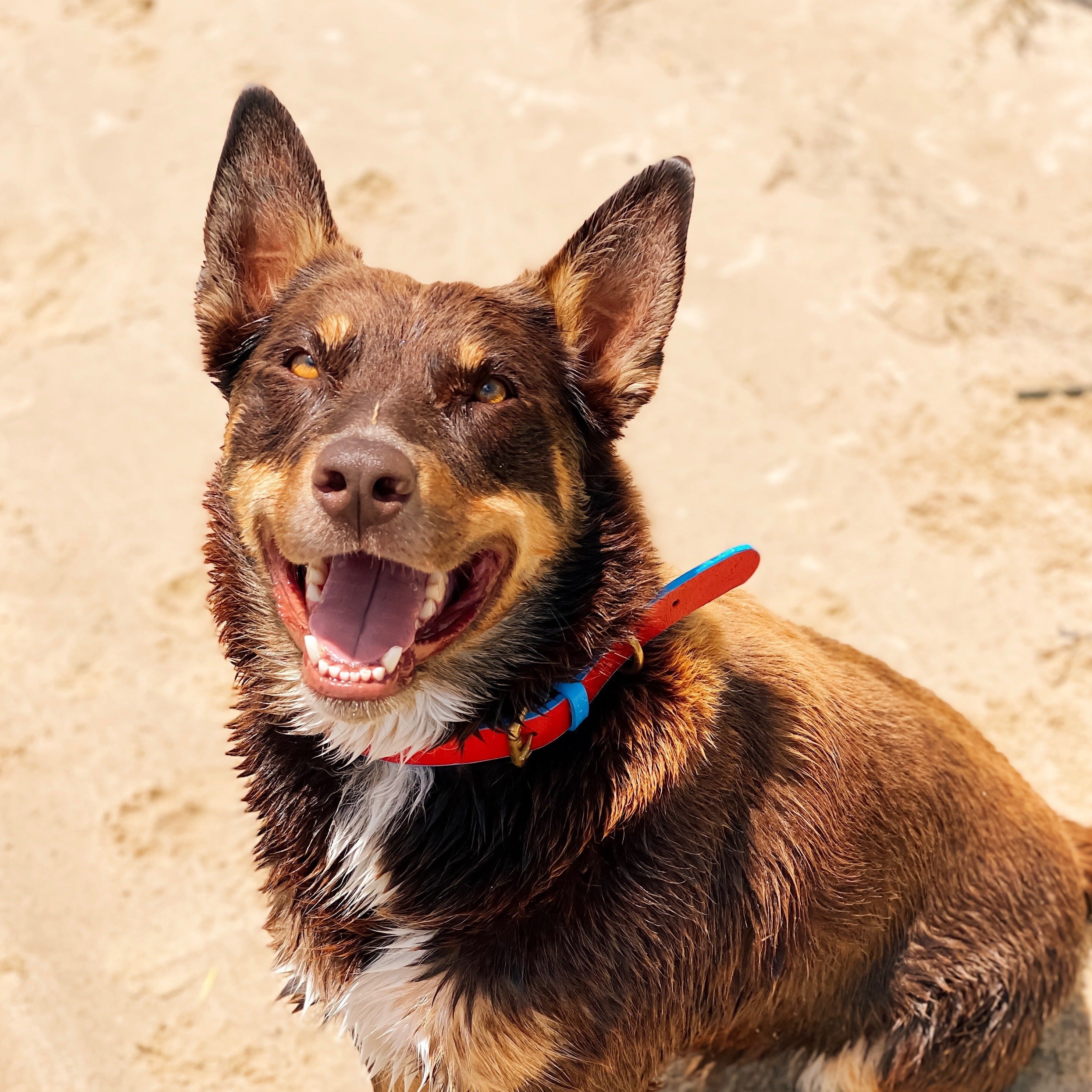 A joyous brown dog with a shiny coat and perked ears sits on the sand, its tongue out in a happy pant, wearing a Georgie Paws red buffalo leather collar with a blue leash, reveling in Jersey - Red + Blue.