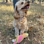 A fluffy, light brown dog sits on a grassy patch, looking up with its tongue out. It wears a pink collar and is next to Gav the Galah - pear, a colorful bird-shaped toy made of buffalo suede by Georgie Paws. The background features a wire fence and tall trees under a clear blue sky.