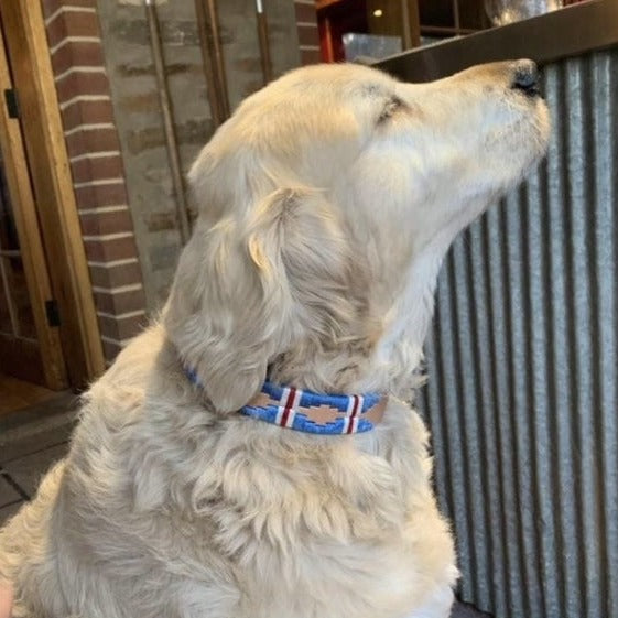 A golden retriever wearing a Georgie Paws Polo Collar - Sauce adorned with a union jack pattern sits attentively, its profile showcasing an expression of alertness or curiosity, possibly gazing at something intriguing beyond the corr
