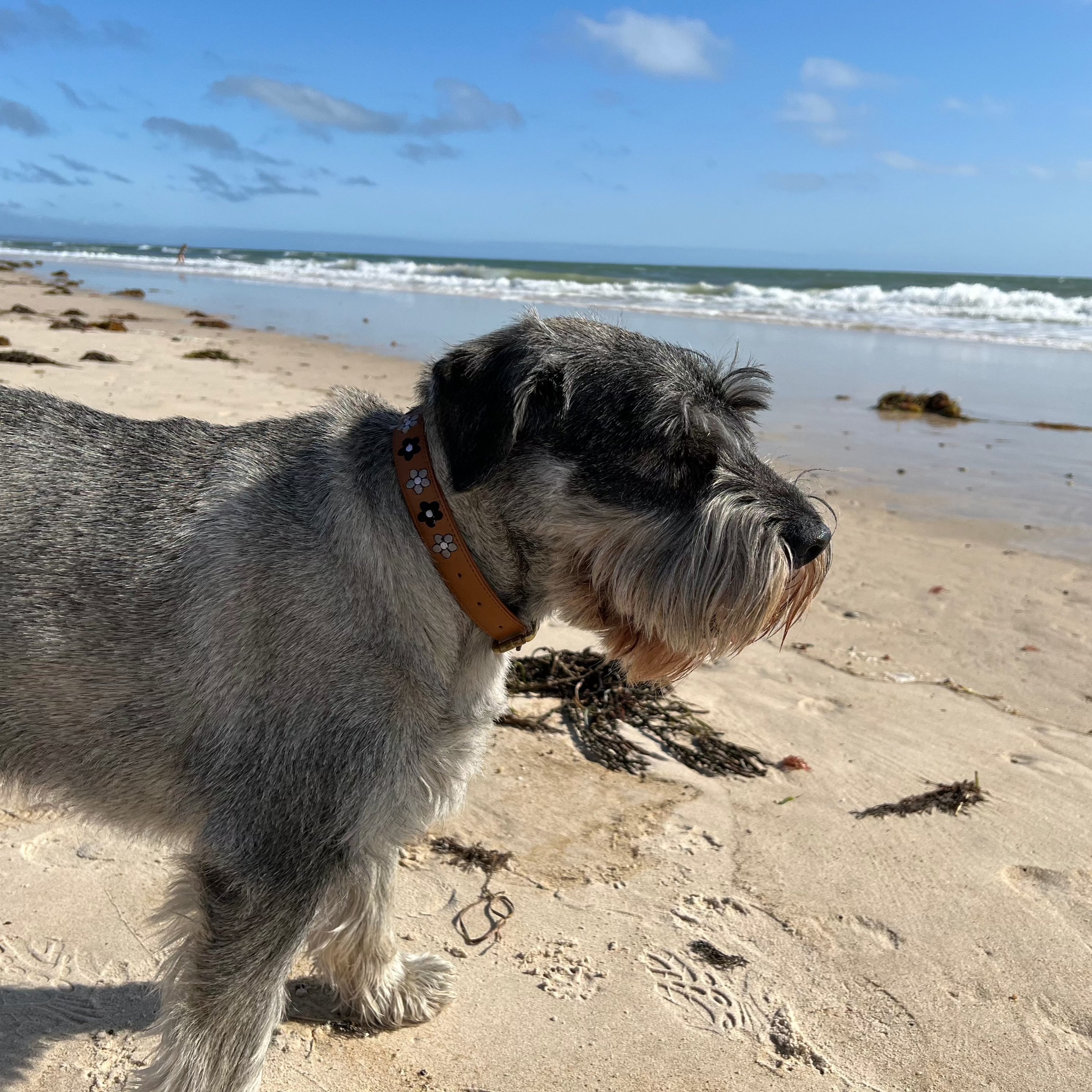 A small, gray dog with a classic tan leather collar adorned with a sweet chain of stitched daisies stands on a sandy beach, facing right. The beach has scattered seaweed, and in the background, waves gently crash against the shore under a clear blue sky with a few scattered clouds. The collar is the David from Georgie Paws.