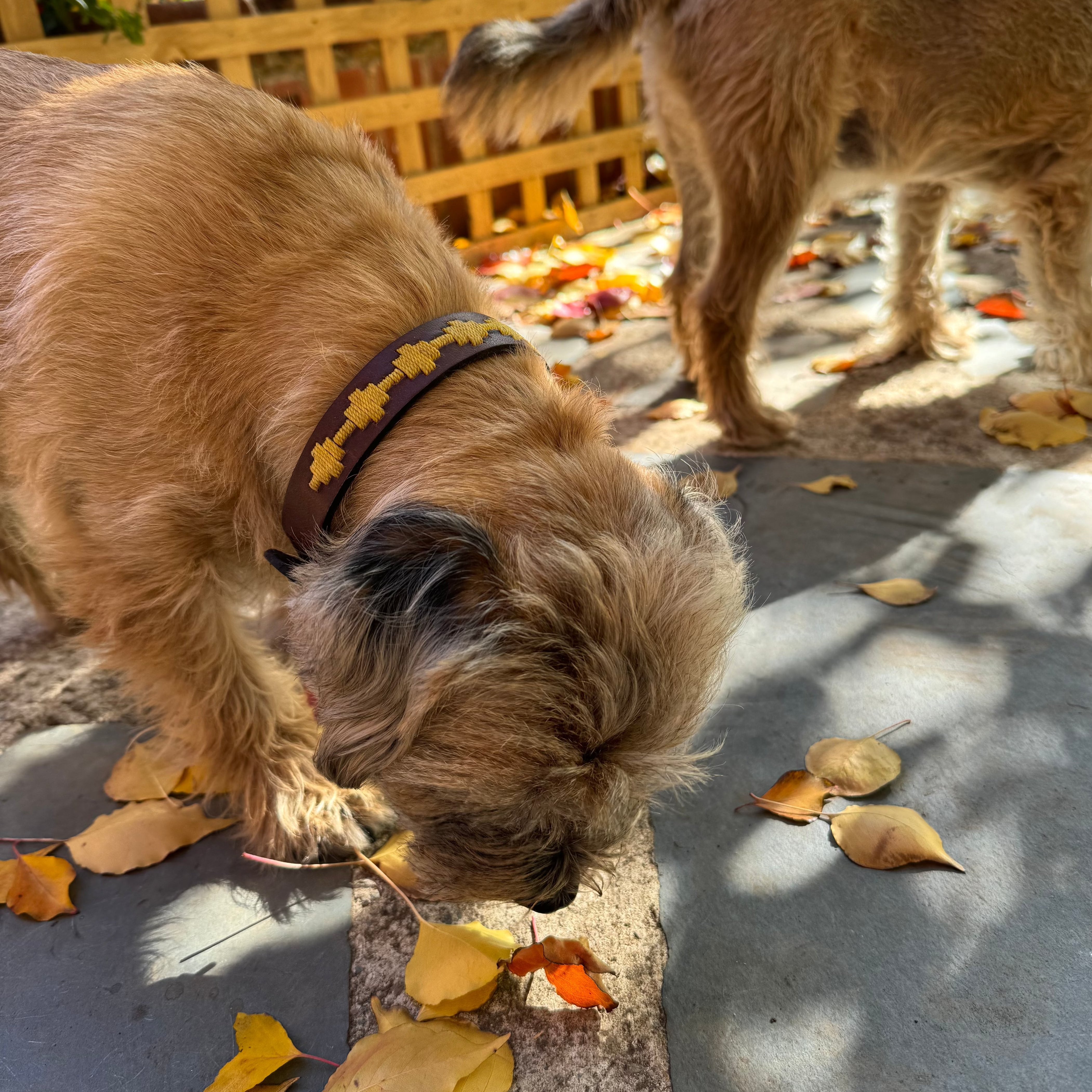 Two brown hounds are sniffing the ground covered with scattered yellow and orange leaves. A wooden lattice fence can be seen in the background, with sunlight casting dappled shadows on the stone-paved floor. Both hounds have shaggy fur and one has a Polo Bark Collar - wheat by Georgie Paws adorned with a yellow leaf pattern.