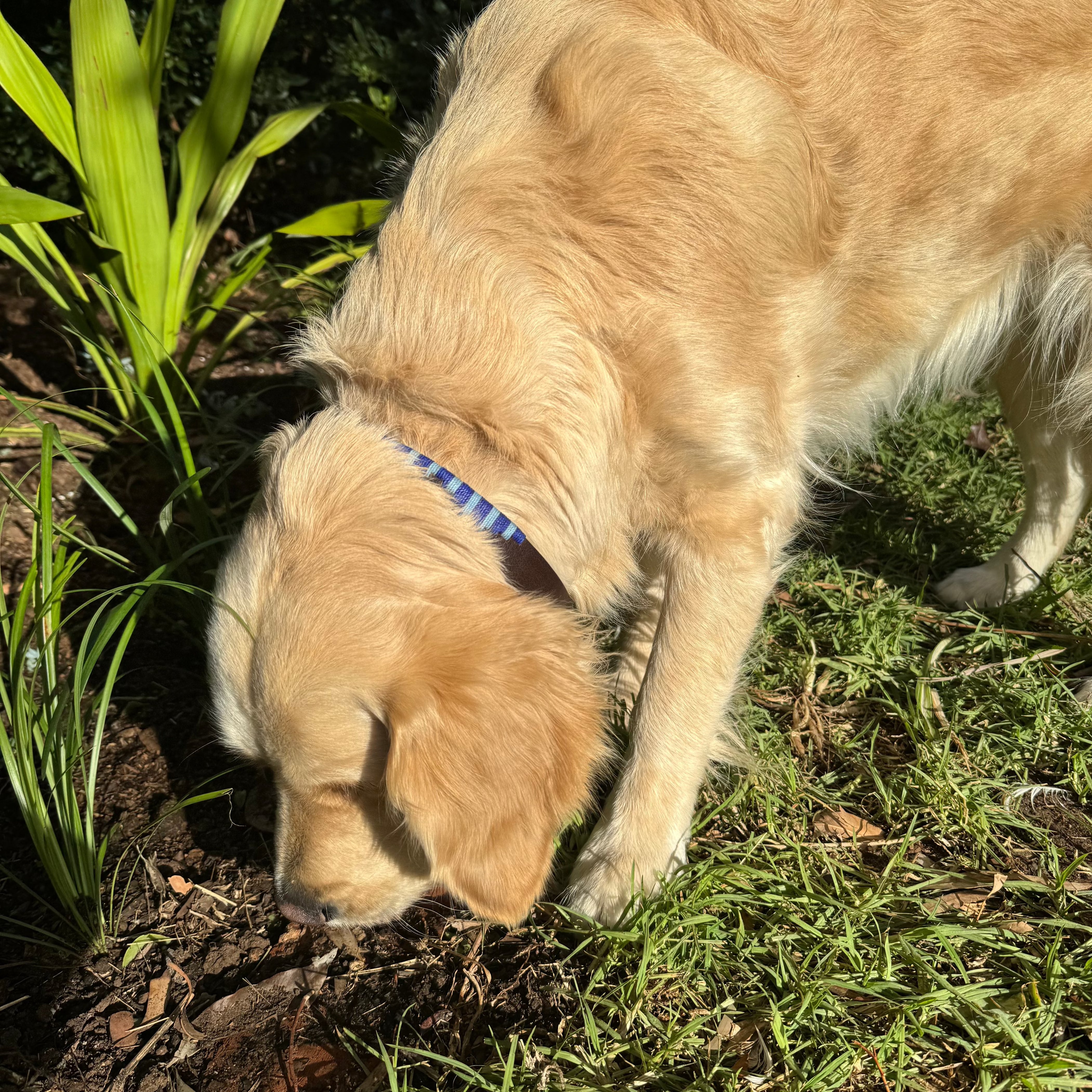 A golden retriever wearing a Georgie Paws Polo Collar - Blues with brass hardware is sniffing the ground in a garden. The dog is surrounded by green grass, some plants, and small brown leaves scattered on the ground. The scene is well-lit, indicating it is during daytime.
