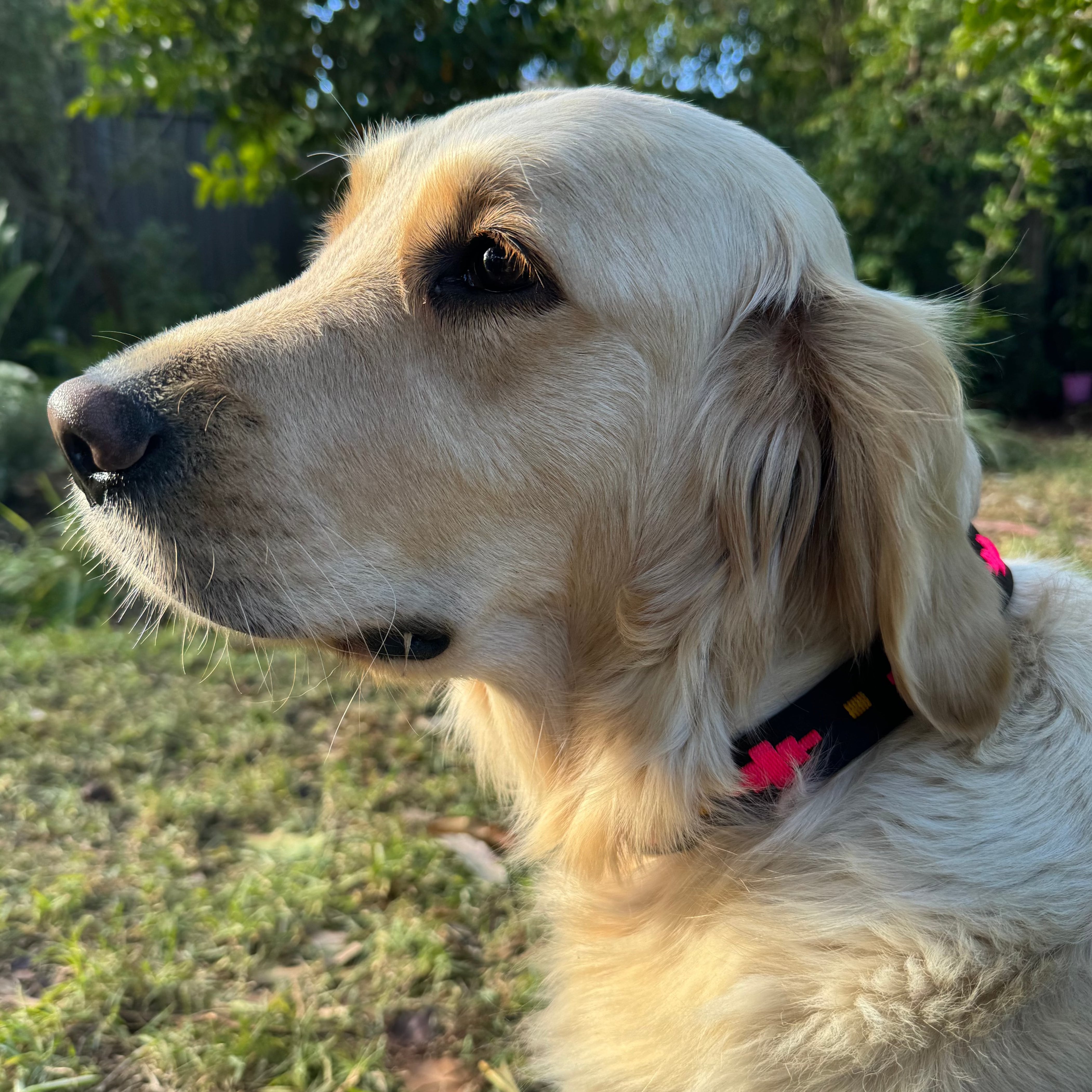 Close-up side profile of a golden retriever with a light-colored fur coat. The dog is wearing a Georgie Paws Polo Collar - Megsie adorned with neon pink designs and brass hardware. It stands on grass, with a blurred background of green trees and shrubs under a bright blue sky, suggesting a sunny day in the garden or yard.