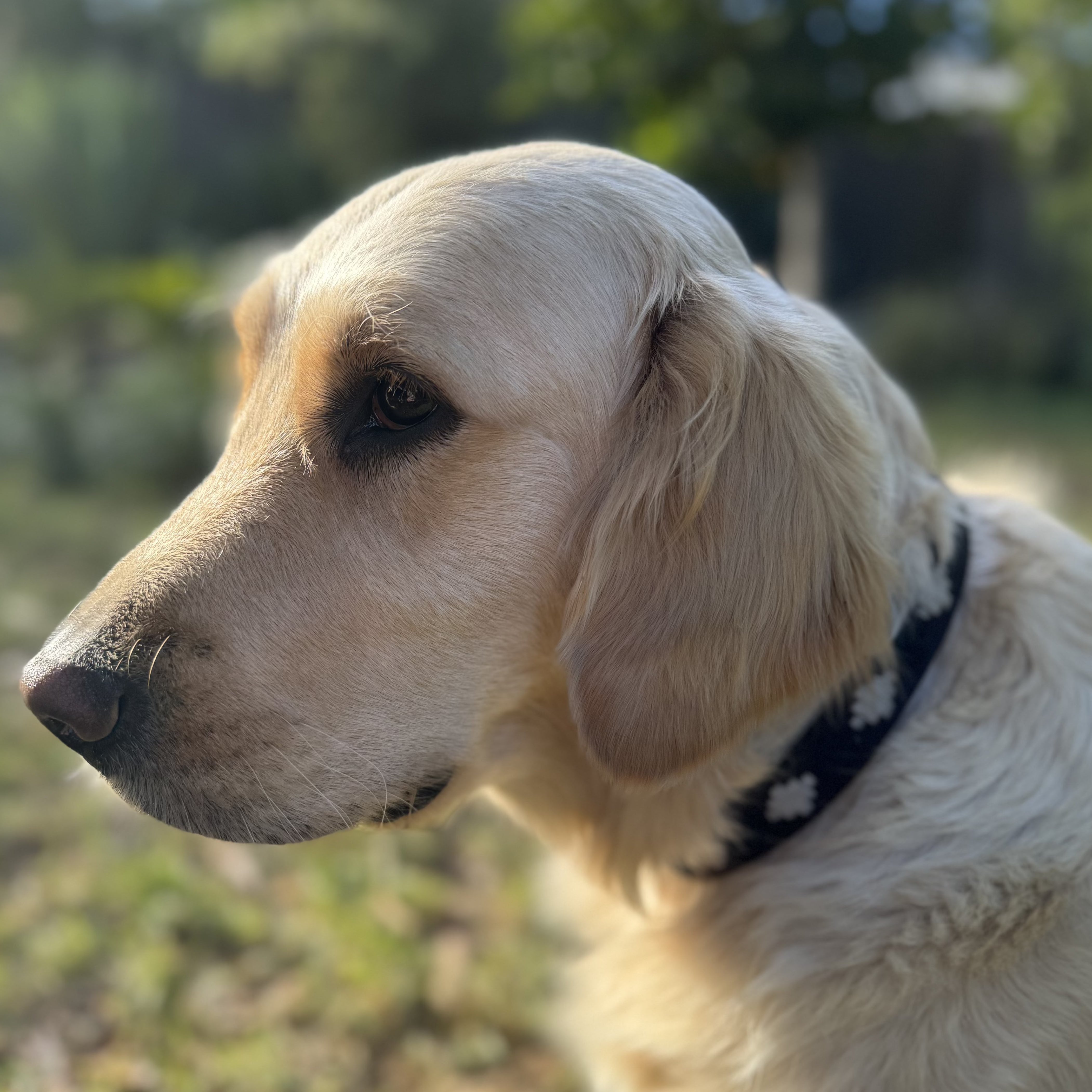 A close-up of a golden retriever dog facing left, with soft sunlight illuminating its fur. The dog wears a handmade Polo Collar - Magpie by Georgie Paws, crafted from buffalo leather, adorned with white paw prints. The background is slightly blurred, showing a mix of greenery and trees. The overall scene is calm and peaceful.