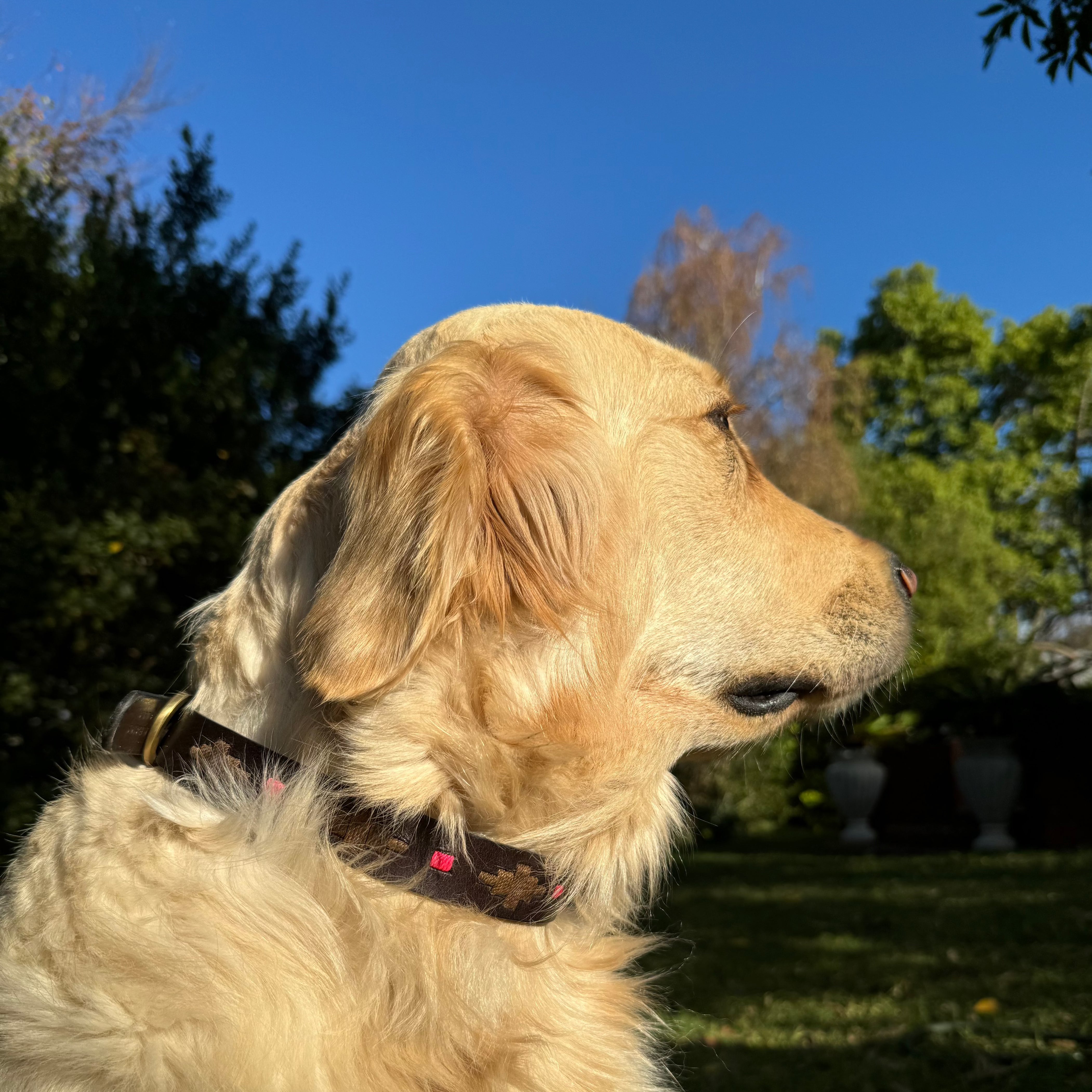 A golden retriever with a brown Polo Collar - Mage by Georgie Paws sits on green grass, looking to the right. The dog's cream-colored fur is illuminated by sunlight. The background features trees, shrubs, and a clear blue sky, suggesting a peaceful outdoor setting. The Polo Collar - Mage gleams with brass hardware, adding a touch of elegance.