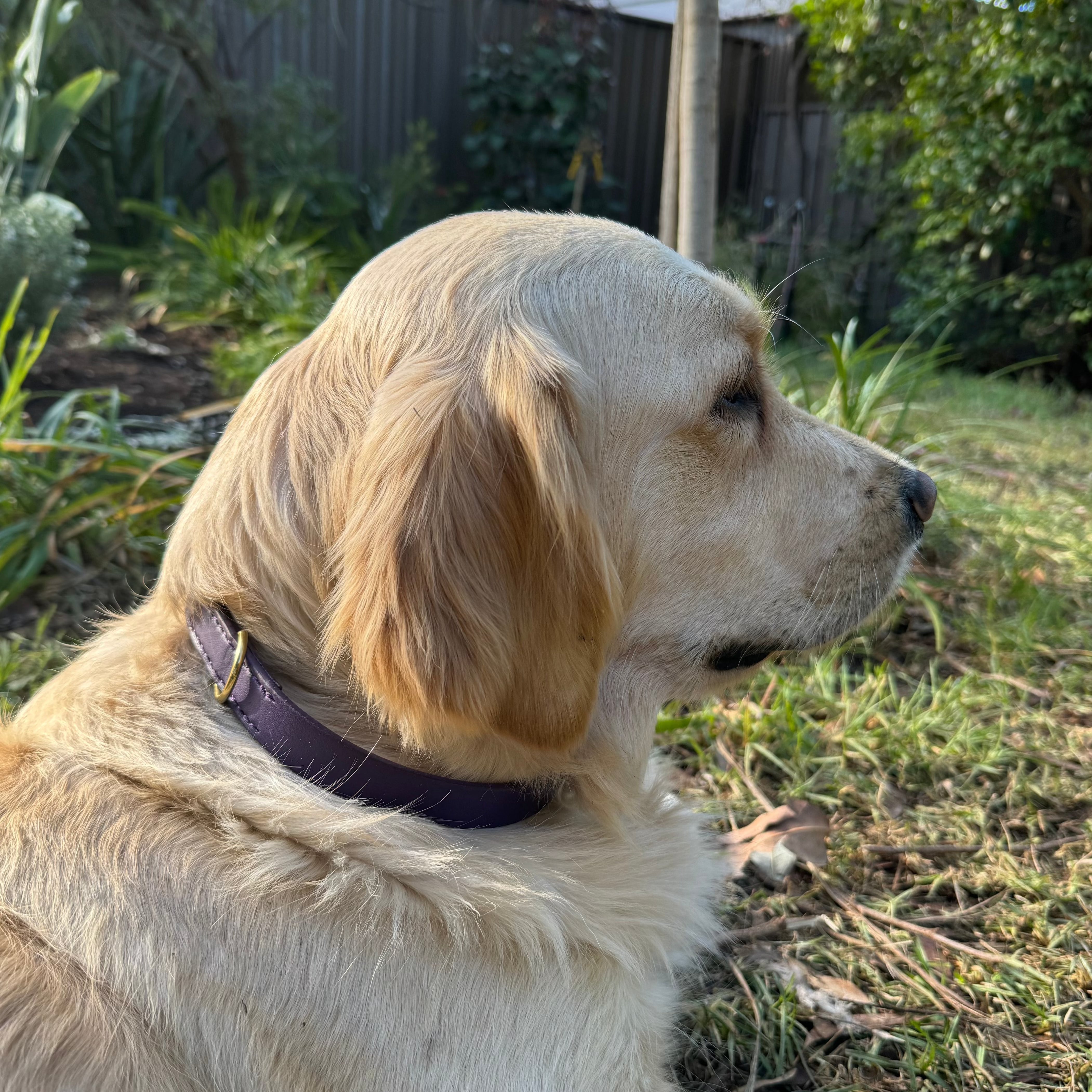 A golden retriever with a Georgie Paws Bald Collar Purple, featuring antique brass hardware, rests on the grass in a backyard. The dog is lying on its side, facing right, with its gaze fixed on something off-camera. The background includes plants, a tree, and a wooden fence on a sunny day.