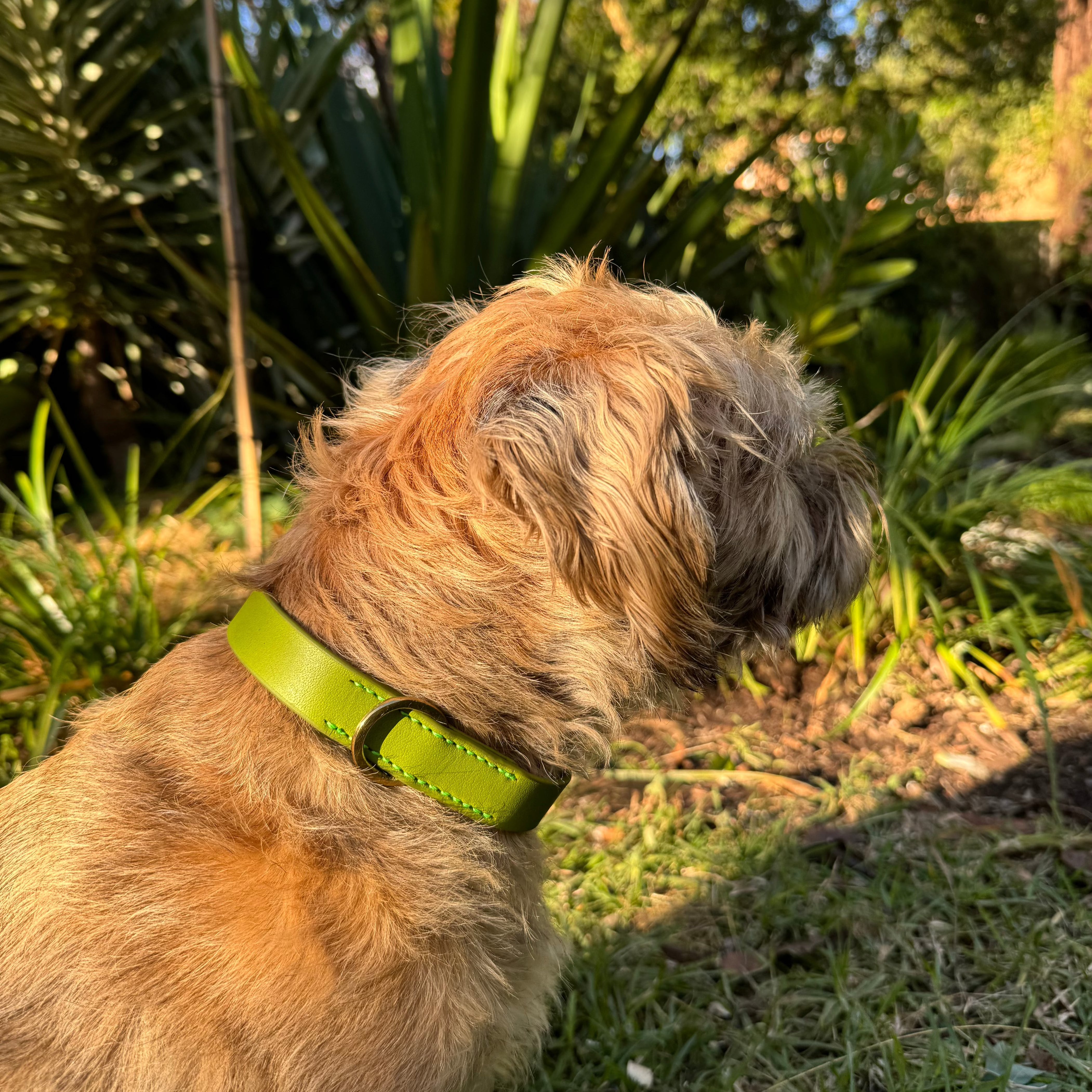 A small, scruffy brown dog with a light green Bald Collar Mantis from Georgie Paws that features antique brass hardware is sitting in a garden. The dog is turned to the right, displaying its side profile. The background features lush greenery including bushes and tall plants under a partly cloudy sky. Sunlight filters through the foliage, illuminating the scene with timeless elegance.