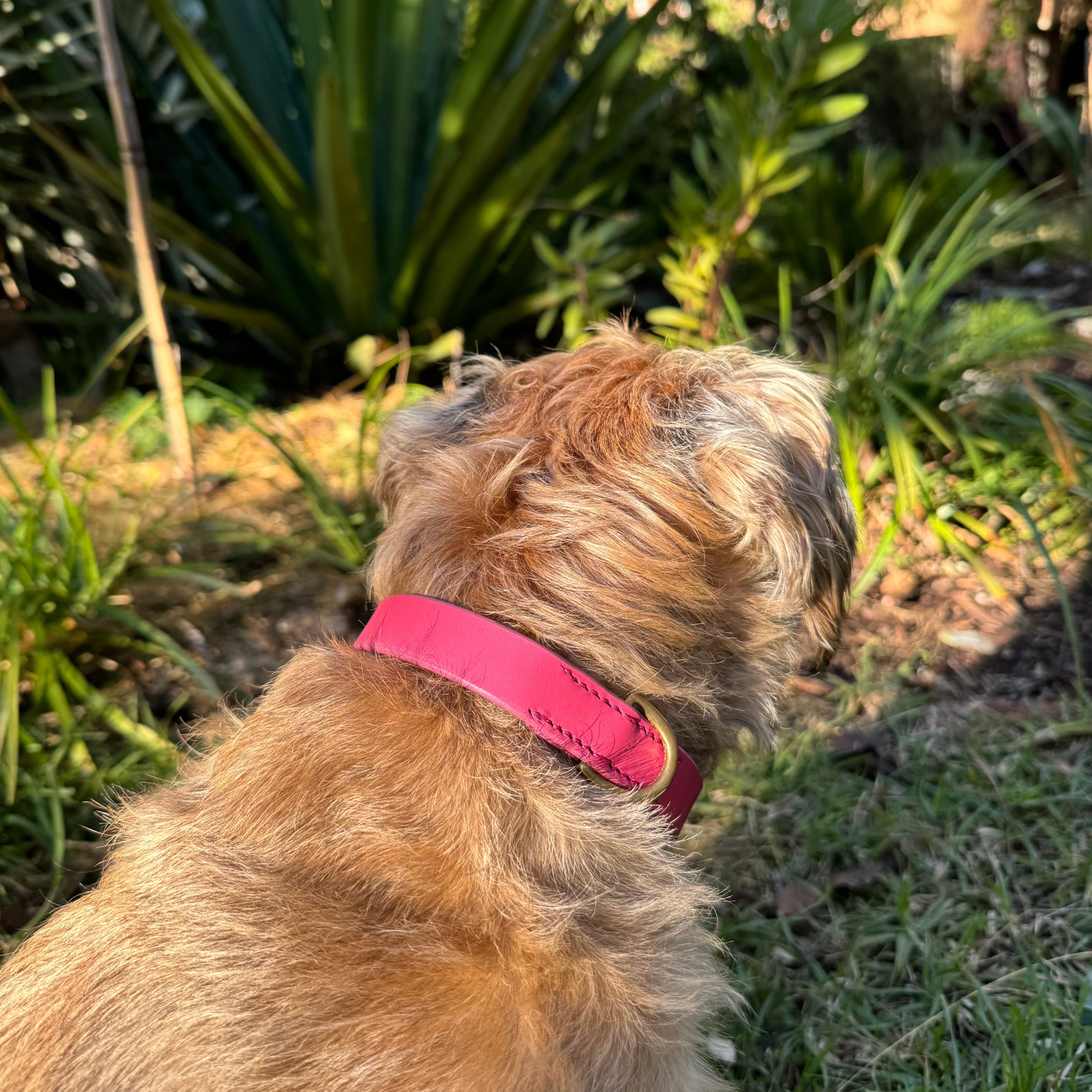 A small dog with light brown, curly fur is sitting on a grassy area, facing away from the camera. The dog is wearing a bright Georgie Paws Bald Collar Hot Pink. In the background, there are large green plants and trees, and the scene is bathed in natural sunlight, indicating it's a sunny day.