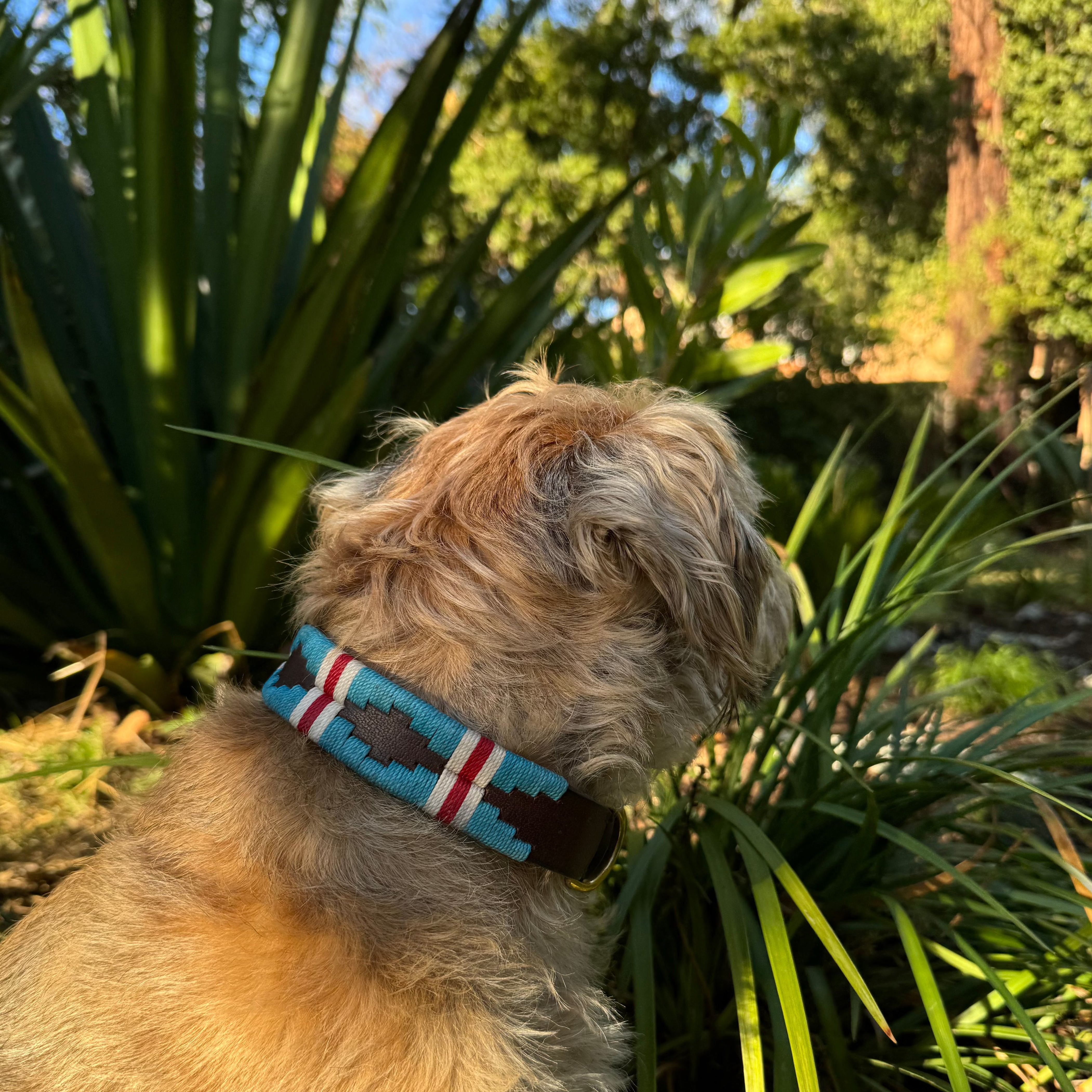 A fluffy, tan dog with a turquoise, red, and white Polo Collar - Jessie from Georgie Paws made of buffalo leather and antique brass hardware is sitting and facing away, looking at a garden with large green plants. Sunlight filters through the trees and plants, casting a warm glow on the dog's fur and the surrounding foliage.