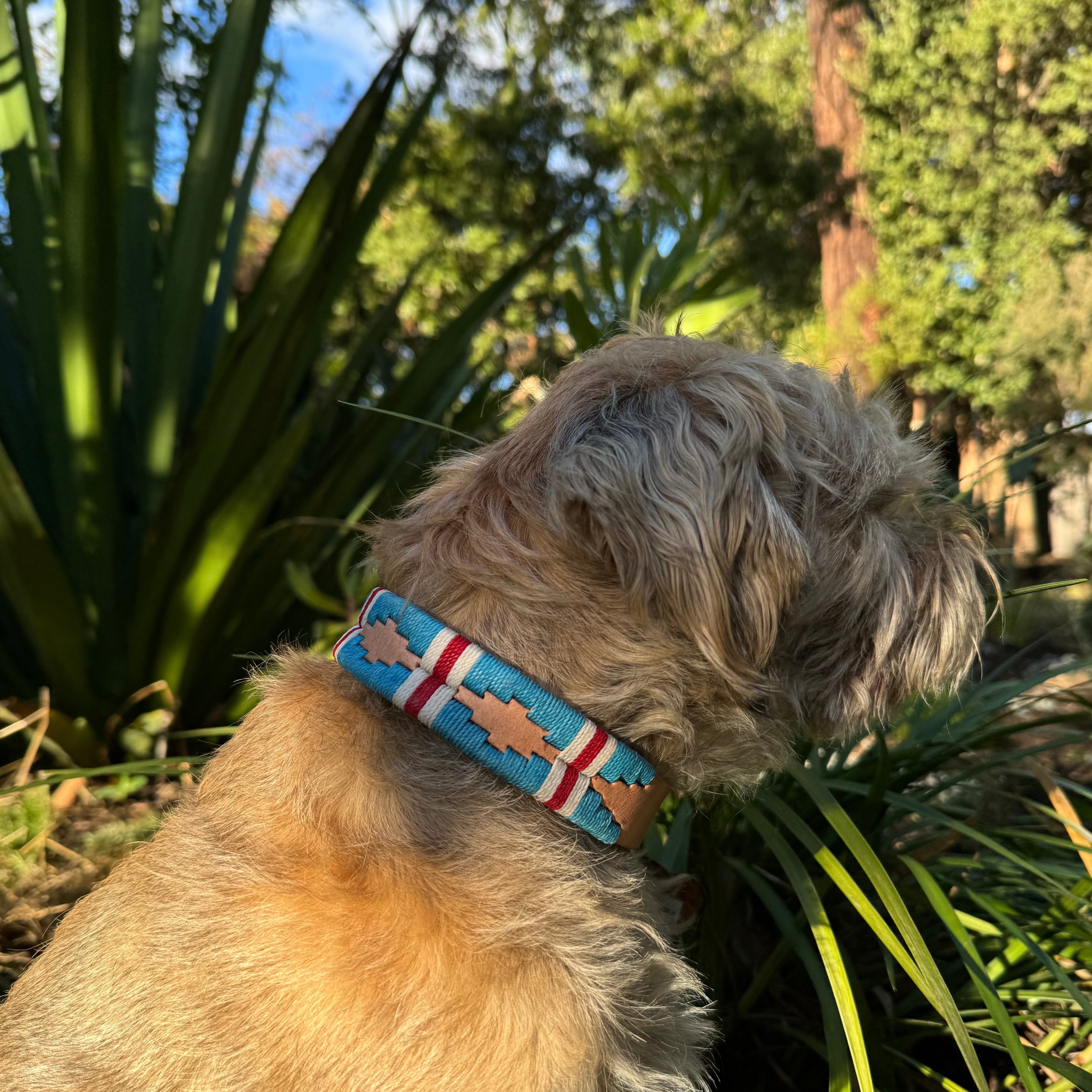 A small, fluffy dog with light brown fur is sitting in a garden, facing away from the camera. The dog is sporting a Georgie Paws Polo Collar - Sauce with red and white geometric patterns. Greenery and tall plants surround the water-loving dog, and sunlight filters through the foliage, casting playful shadows on its fur.