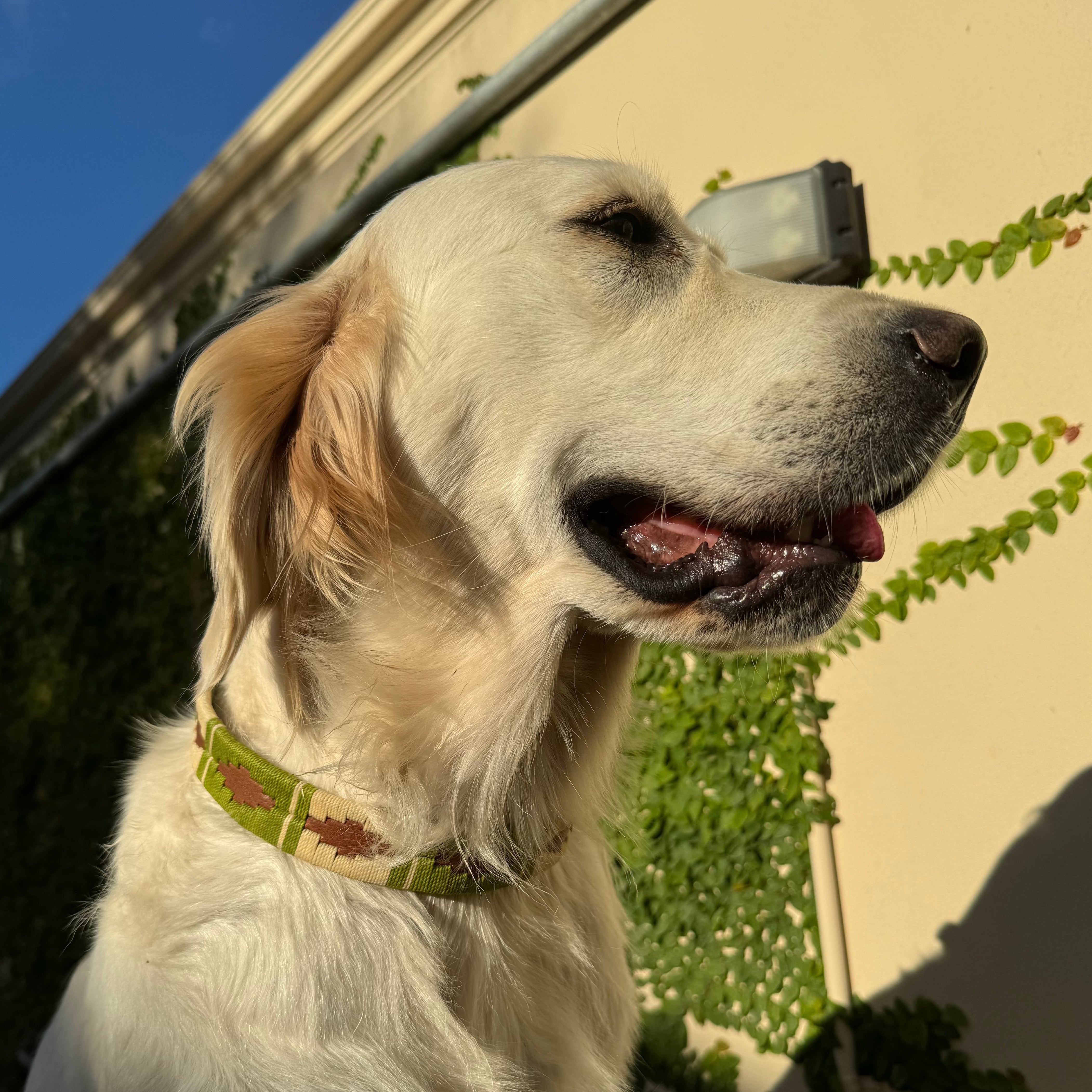 A golden retriever with light-colored fur is wearing a green Polo Collar - Patrick by Georgie Paws while sitting outside. The dog is facing to the right, its mouth slightly open. The background shows a beige wall with green ivy climbing up it, and the sun casting a shadow, suggesting it is late afternoon.
