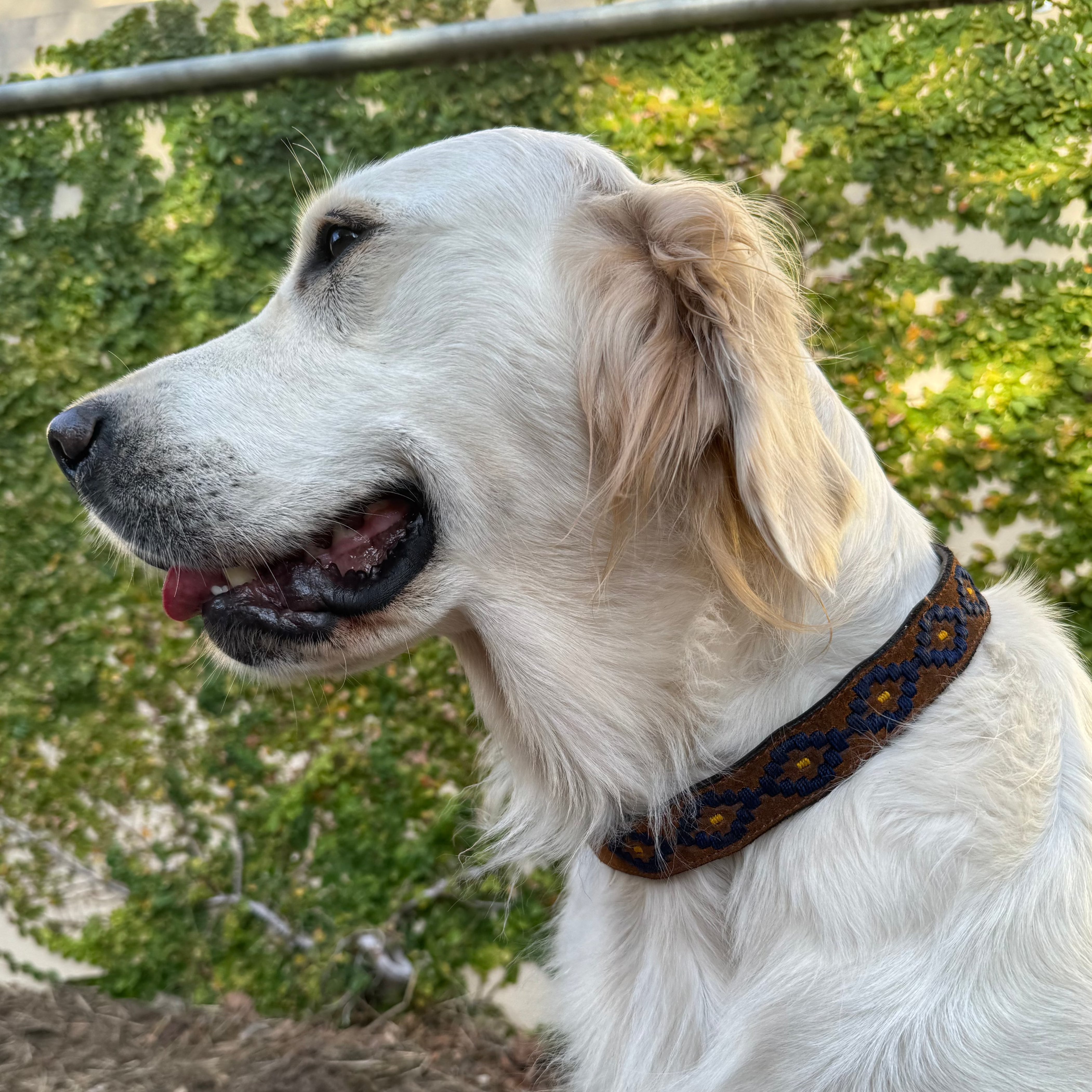A golden retriever with a white and light golden coat is standing on a stone-paved surface. The dog is sporting a Georgie Paws Polo Collar - Sands in dark blue and orange patterns and is looking to the left with its mouth slightly open. Behind the dog, there is a wall covered with green ivy.