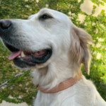 A close-up of a light-colored, long-haired dog, possibly a Golden Retriever, wearing a Georgie Paws Jersey Collar - Natural+Red. The dog looks content with its mouth slightly open, showing its teeth and tongue. Green leafy plants are in the background. The sun is shining, creating a warm and natural ambiance.