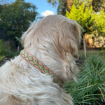 A golden retriever, seen from behind, gazes into a lush, sunlit garden with various green plants and trees. The dog wears the Ethel Collar - Pear by Georgie Paws. The sky overhead is blue with a few scattered clouds. The scene gives a calm, tranquil feeling of a peaceful garden setting.