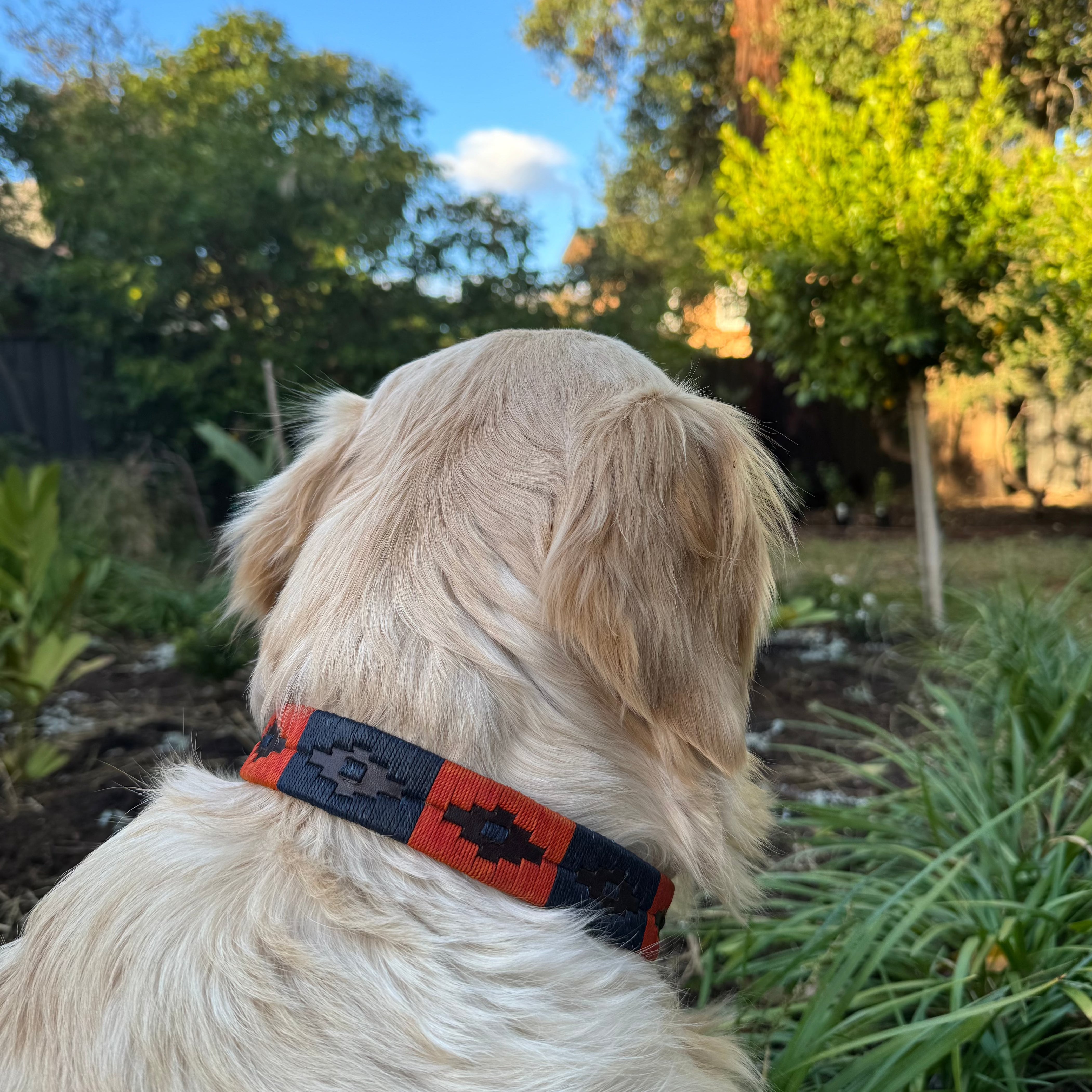 A water-loving golden retriever faces away from the camera, sitting in a lush garden with vibrant greenery. The dog wears a Georgie Paws Polo Collar - Spice made of handmade buffalo leather with a red, black, and white geometric pattern. Tall trees and various plants surround the scene as the sky overhead is partly cloudy.