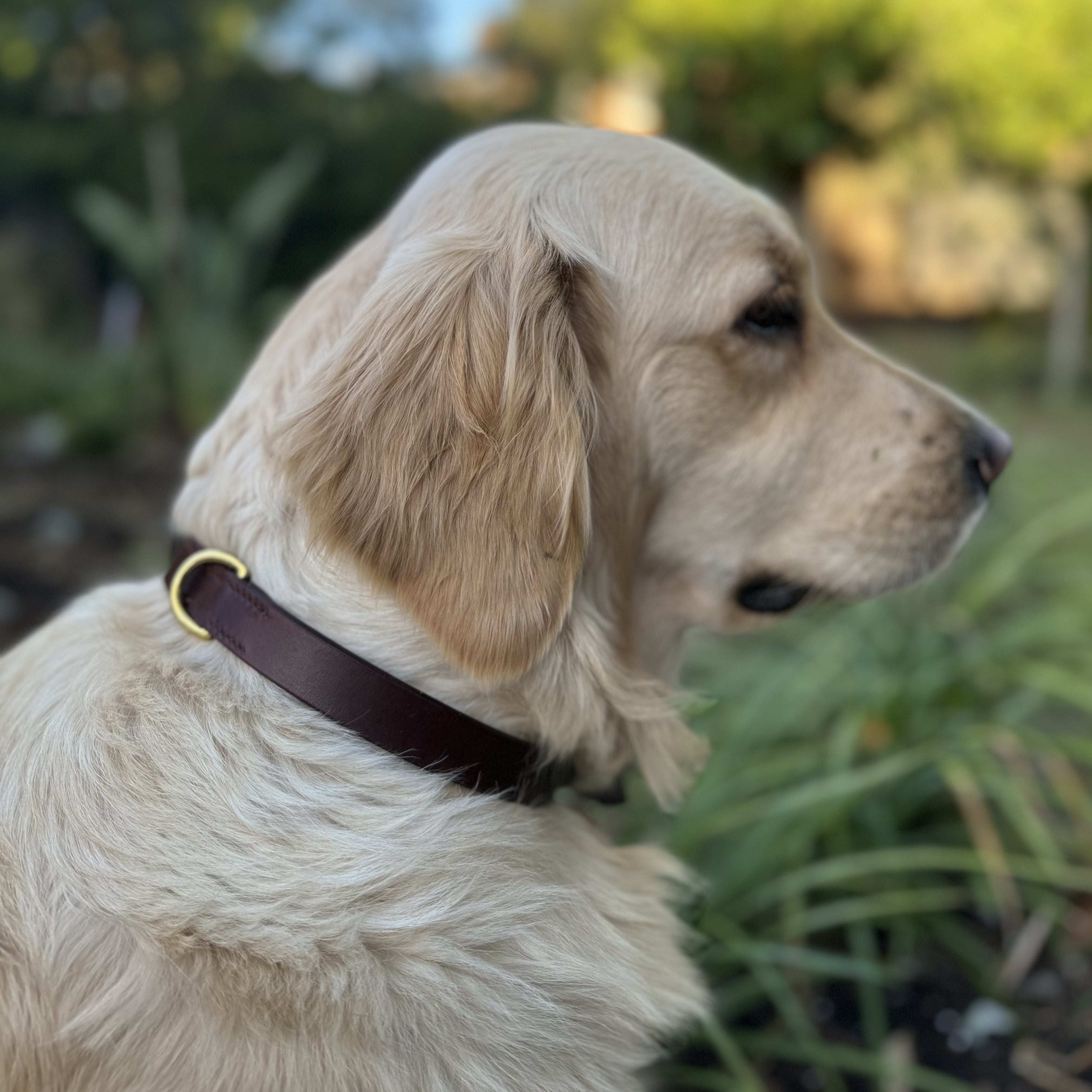 A Golden Retriever with a wavy, light-golden coat sits in a garden, facing to the right. The dog wears a dark brown Georgie Paws Bald Collar Chicory adorned with antique brass hardware. The background is blurred, featuring green plants, trees, and a glimpse of blue sky. The scene has a serene and peaceful ambiance.