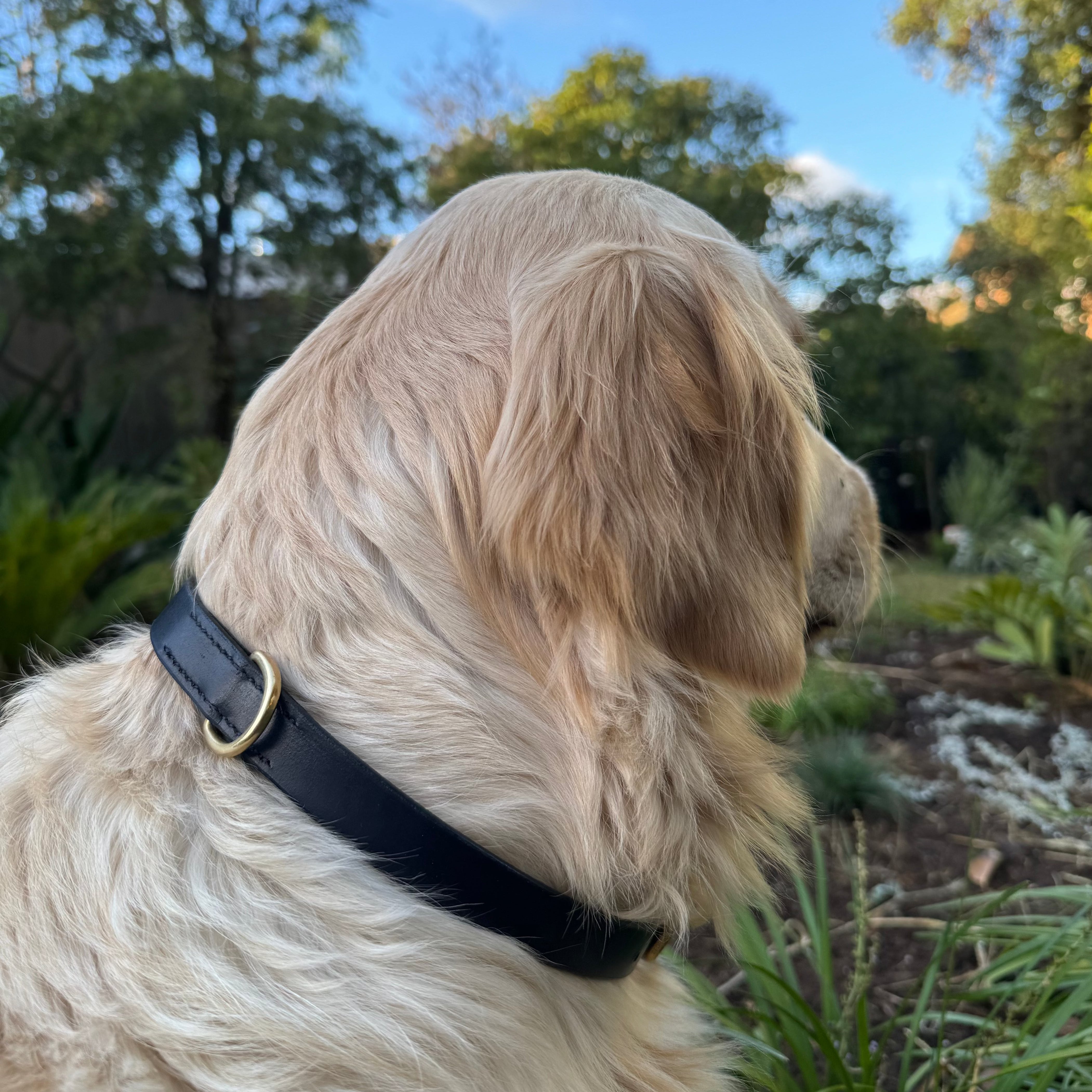 A golden retriever with a handmade Georgie Paws Bald Collar Navy is sitting and looking away toward a garden with various green plants and trees. The sky is partly cloudy, and the sunlight casts a warm glow on the dog's fur. The scene evokes a calm and peaceful outdoor environment.
