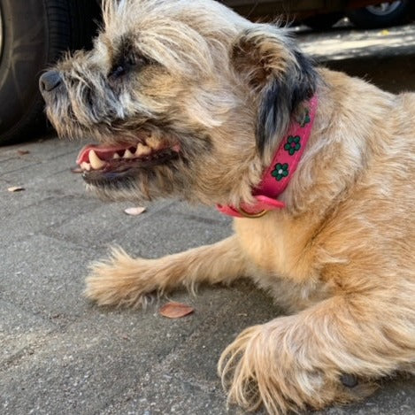 A fluffy, tan dog with a Georgie Paws' Botanic Lotus Collar adorned with stitched daisies rests on pavement, panting lightly and displaying a content expression.
