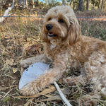 A fluffy brown dog lies on dry grass and leaves, holding a gray fabric baseball cap with its paws. The relaxed pup, sporting a handmade Simon the Stingray collar in buffalo suede by Georgie Paws, has its mouth slightly open against a backdrop of trees and sunlight filtering through. A white rope leash is visible near its paws.