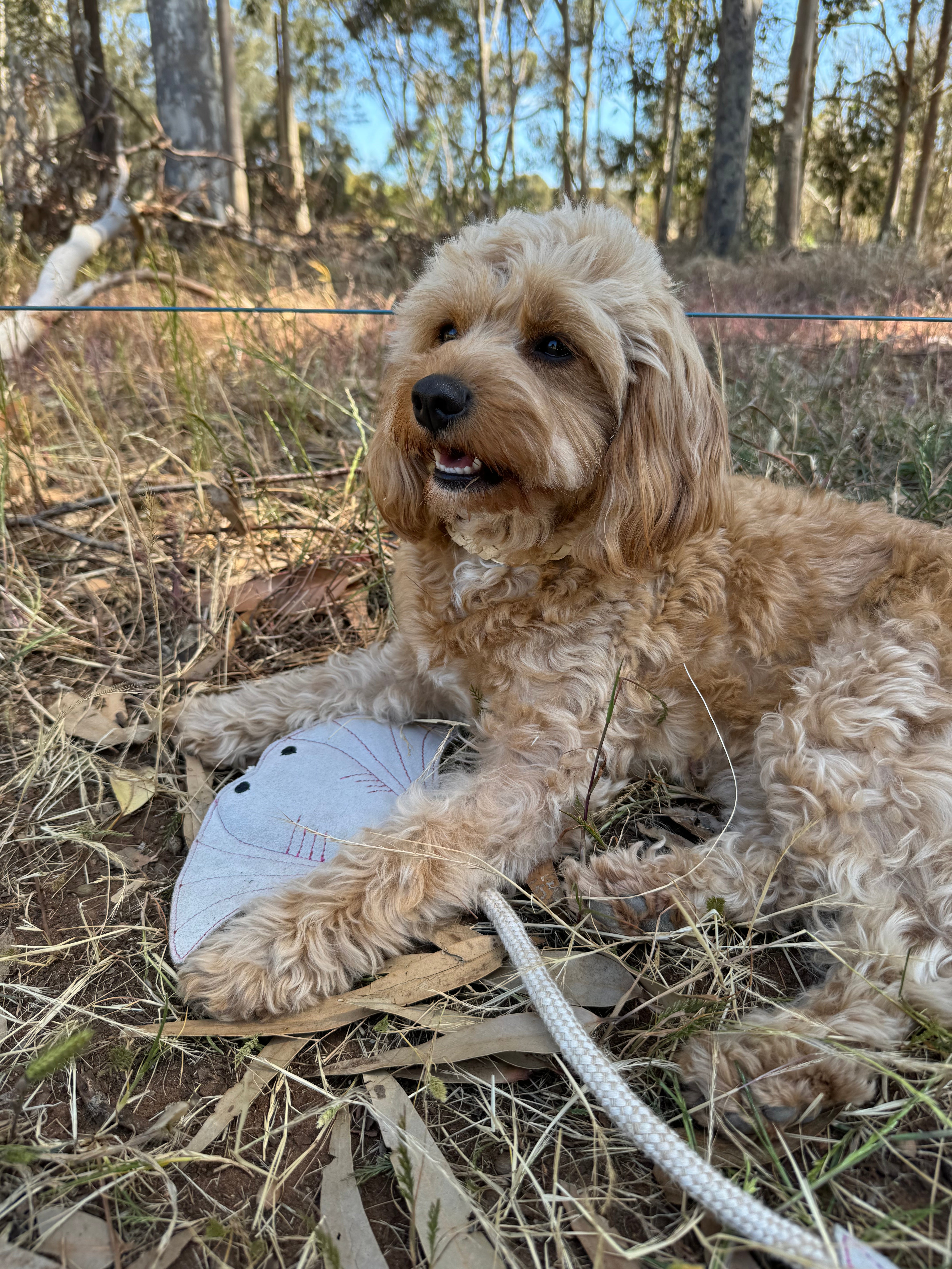 A fluffy brown dog lies on dry grass and leaves, holding a gray fabric baseball cap with its paws. The relaxed pup, sporting a handmade Simon the Stingray collar in buffalo suede by Georgie Paws, has its mouth slightly open against a backdrop of trees and sunlight filtering through. A white rope leash is visible near its paws.