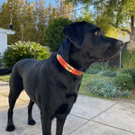A vigilant black dog with a bright orange Georgie Paws Polo Collar stands attentively in a sunny suburban backyard, with greenery and a bird feeder in the background.
