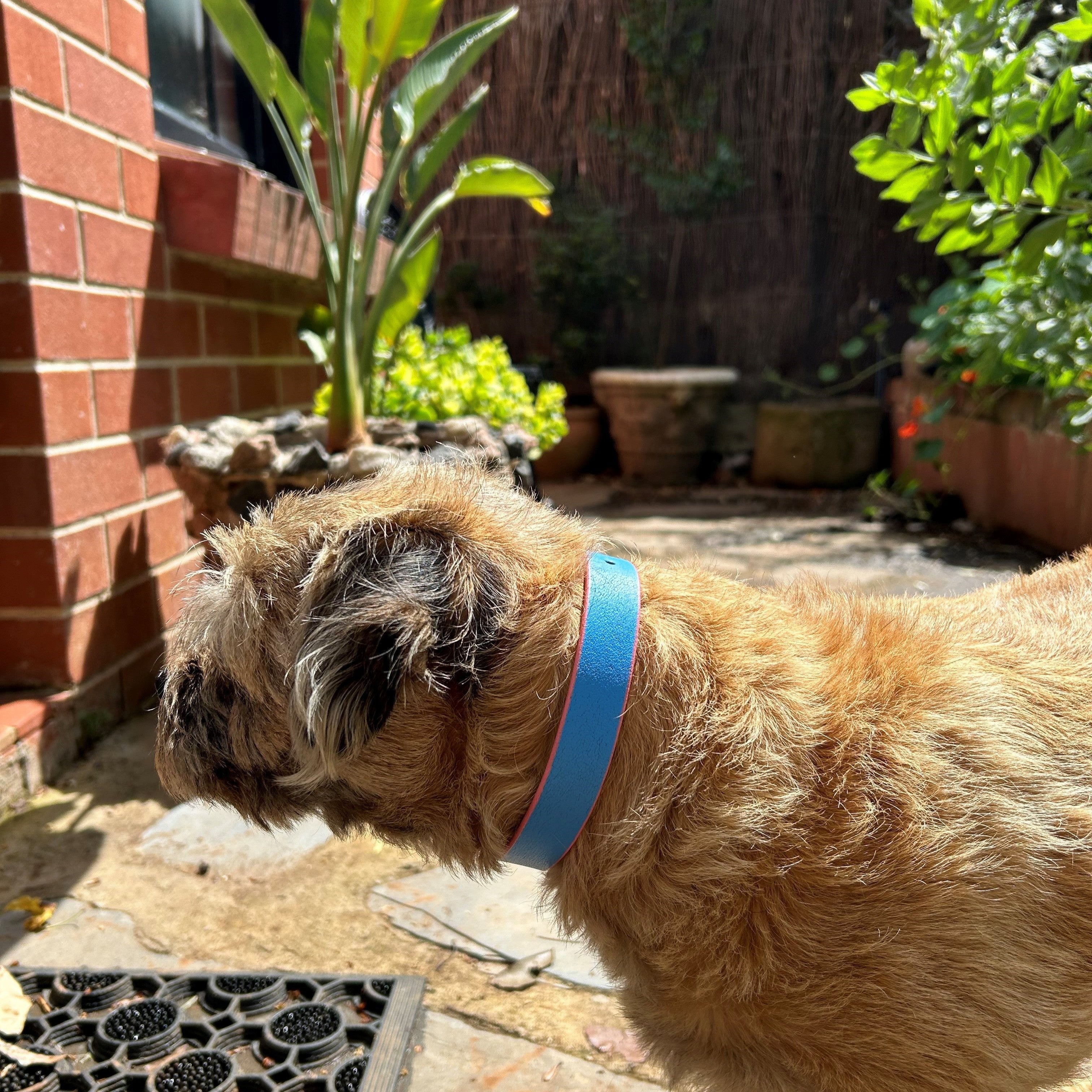 A small, shaggy brown dog wearing a durable blue "Jersey - Blue + Pink" collar by Georgie Paws stands on a sunny patio. The patio showcases a brick wall on the left, potted plants, and a doormat with a leaf pattern. Bright sunlight casts shadows across the scene, accentuating the dog's fur and the garden's lush greenery.