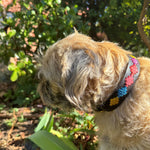 A small, fluffy dog with light brown hair is standing outside, facing left. The dog wears a Georgie Paws Polo Collar - Jester adorned with colorful geometric patterns. Surrounding the dog are green plants and sunlight filters through the foliage, casting dappled light and shadows on the ground.