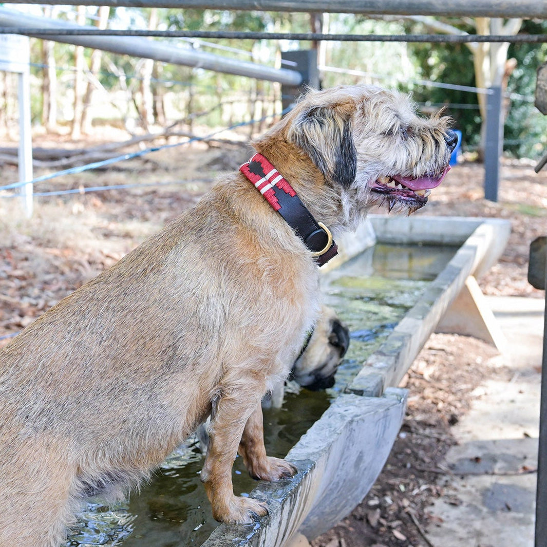 A small, scruffy brown dog with a red collar and the Georgie Paws Polo Lead - Kaliman stands on the edge of a concrete water trough, front paws in the water and tongue out. Trees and metal railings are visible in the background.