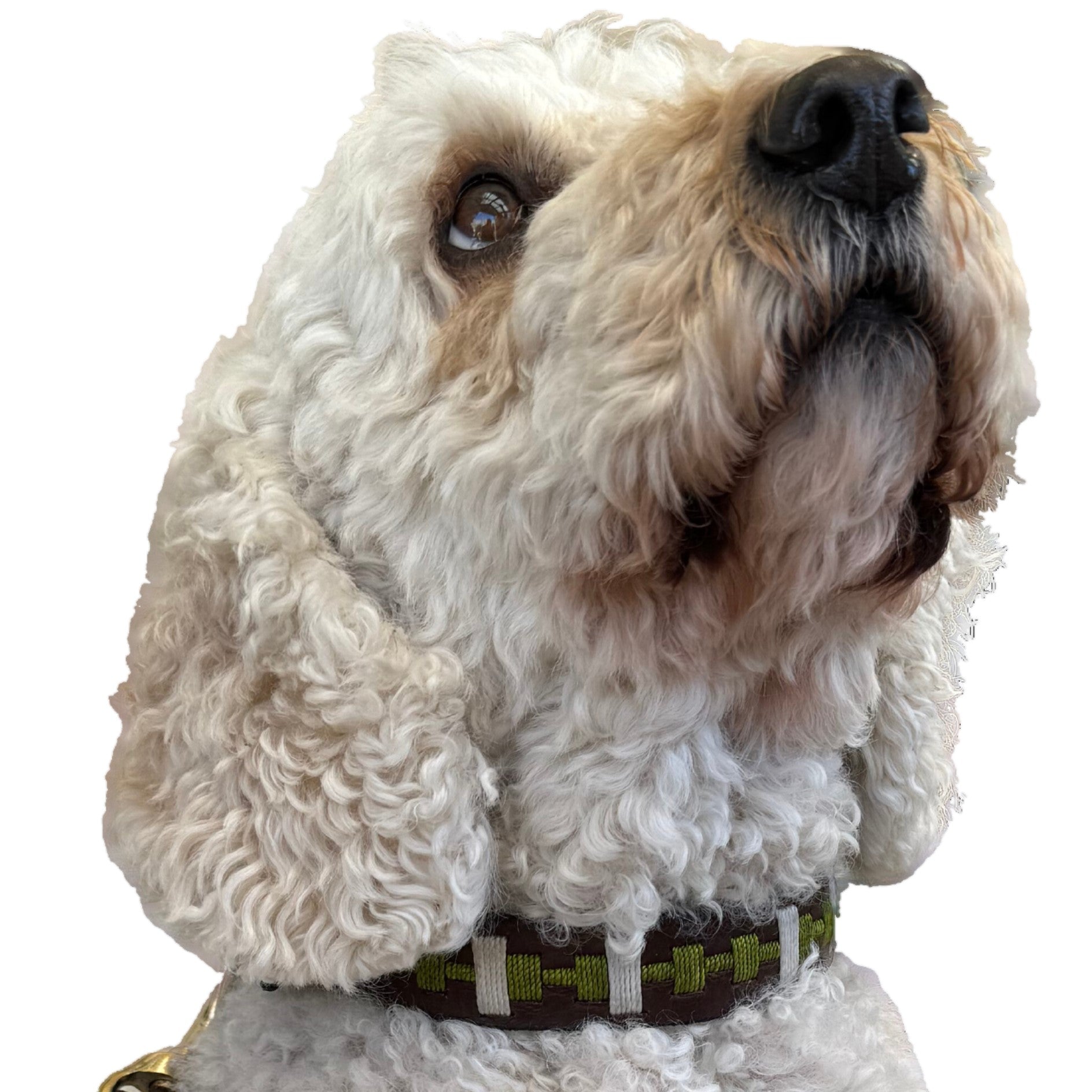 A close-up of a fluffy white dog with curly fur, gazing upwards. This pup sports expressive dark eyes and a luxurious Lokki green Polo Collar by Georgie Paws, featuring an elegant brown pattern. Its ears drape down the sides of its face, with light brown fur accentuating its snout and mouth area. All set against a pristine white background.