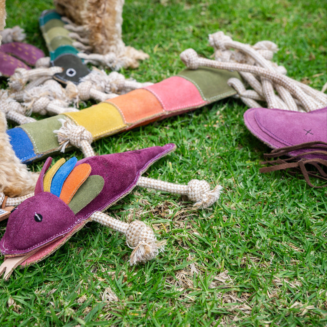 A dog stands on green grass near eco-friendly Georgie Paws toys, including the Giant Rainbow Gerti for Giant Dogs and a purple bird-shaped toy with colorful felt accents. The compostable dog toys are scattered nearby.