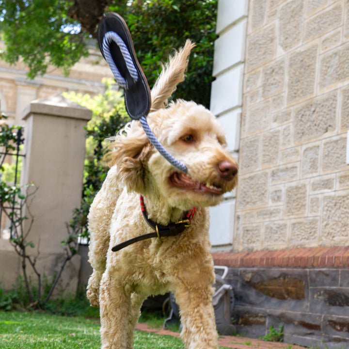 A curly-haired beige dog runs on grass with a blue and gray leash, its ears flapping. Near a stone building and greenery, the dog plays in the yard—an ideal spot for fun with the Georgie Paws Jandal - Navy sustainable dog chew toy.