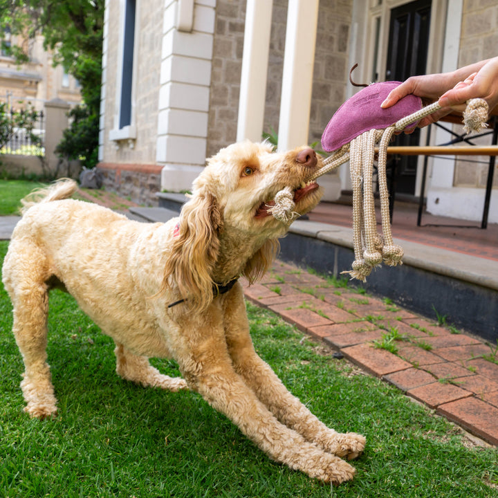 A curly-haired tan dog plays tug-of-war with a person, gripping the Georgie Paws Joe Jellyfish Dog Toy in Purple, on green grass by a house with stone walls and large columns, bending its front legs and pulling enthusiastically.