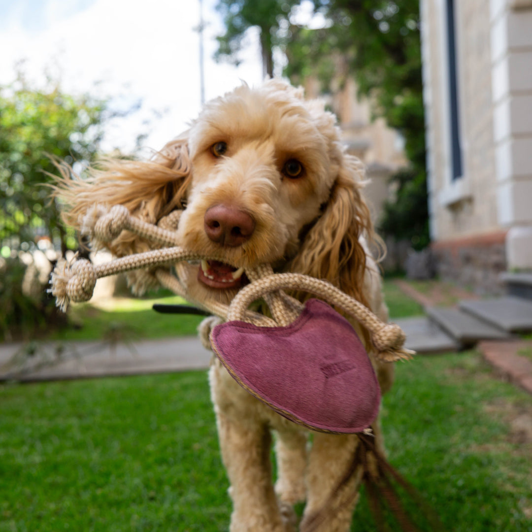 A light brown, curly-haired dog stands on green grass near a building, holding the Georgie Paws Joe Jellyfish Dog Toy - Purple in its mouth. Blurred trees and bushes are visible in the background.
