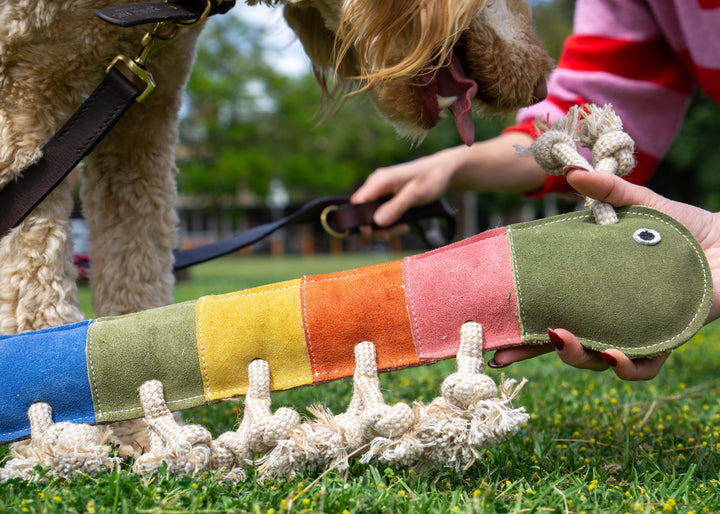 A curly-haired dog sniffs the Giant Rainbow Gerti for Giant Dogs by Georgie Paws, a vibrant, eco-friendly caterpillar-shaped toy held by someone in a pink striped sweater outdoors on grassy ground with leashes and greenery nearby.