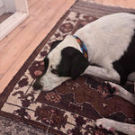 A black and white dog lies on a patterned rug, its head down. The Georgie Paws Percy Polo Collar, made from durable materials, adds a pop of color to its calm demeanor. The rug has intricate designs in brown, cream, and burgundy set against light wooden planks.