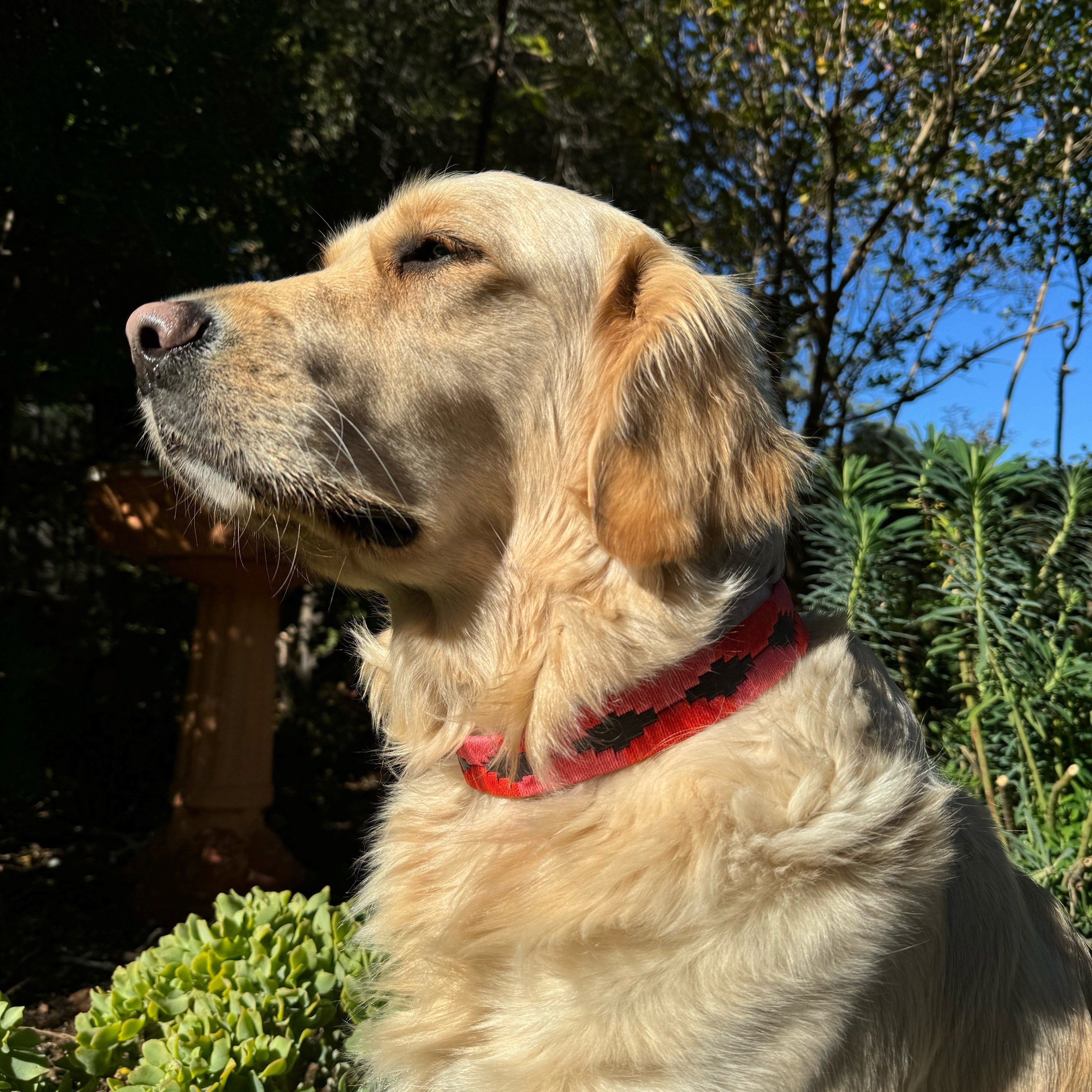 A golden retriever with a red Polo Collar - Bombay by Georgie Paws sits outdoors, basking in the sunlight. The dog looks calm and content, facing left with its eyes partially closed. The background features lush green foliage, a birdbath, and a clear blue sky, creating a peaceful, natural setting.