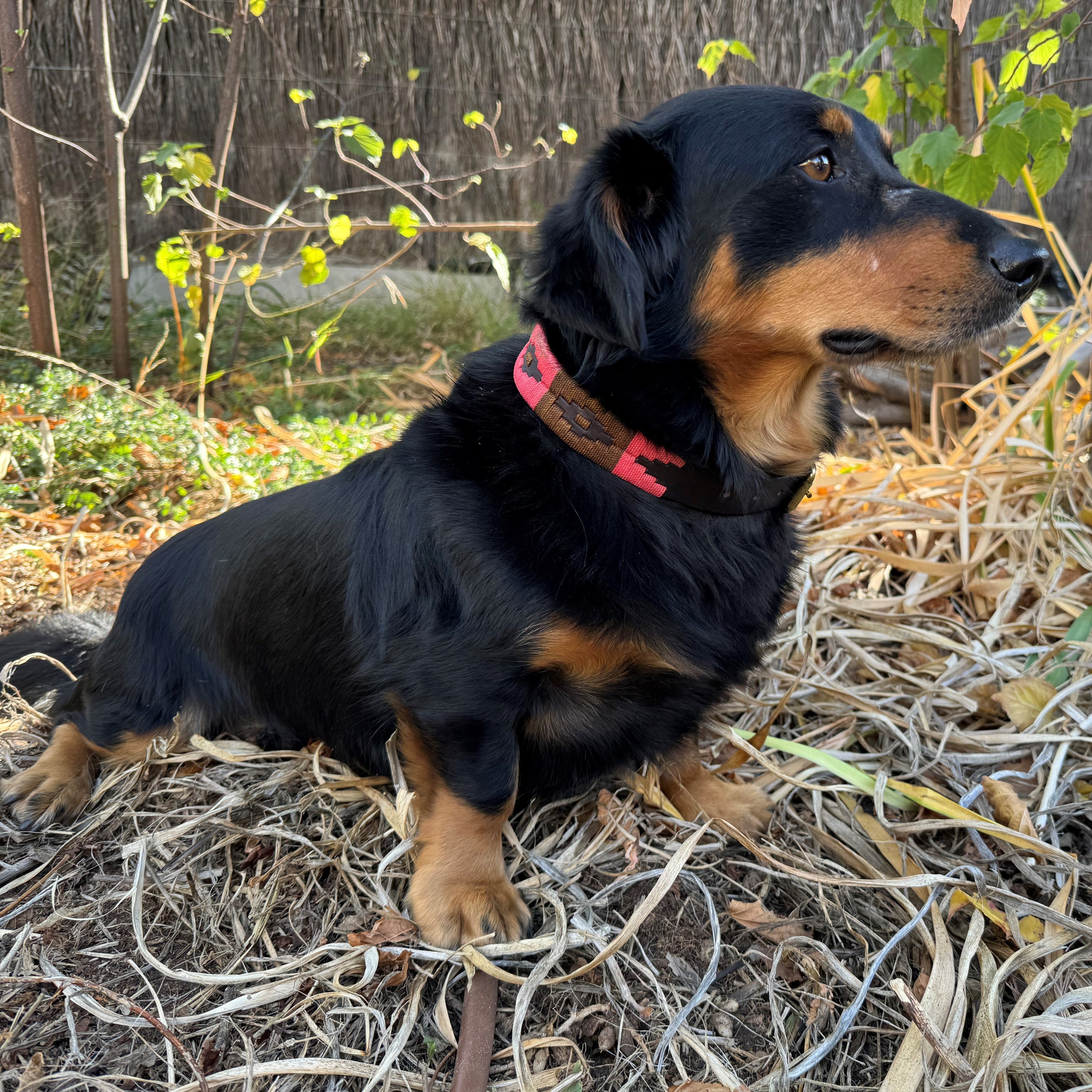 A small black and tan dog with a red harness sits attentively among dry grass and plants. The dog has short legs, long fur, and large ears that hang down. Sporting a Polo Collar - Poppy from Georgie Paws, it looks off to the right, seemingly focused on something in the distance. Various green and brown vegetation surround it.