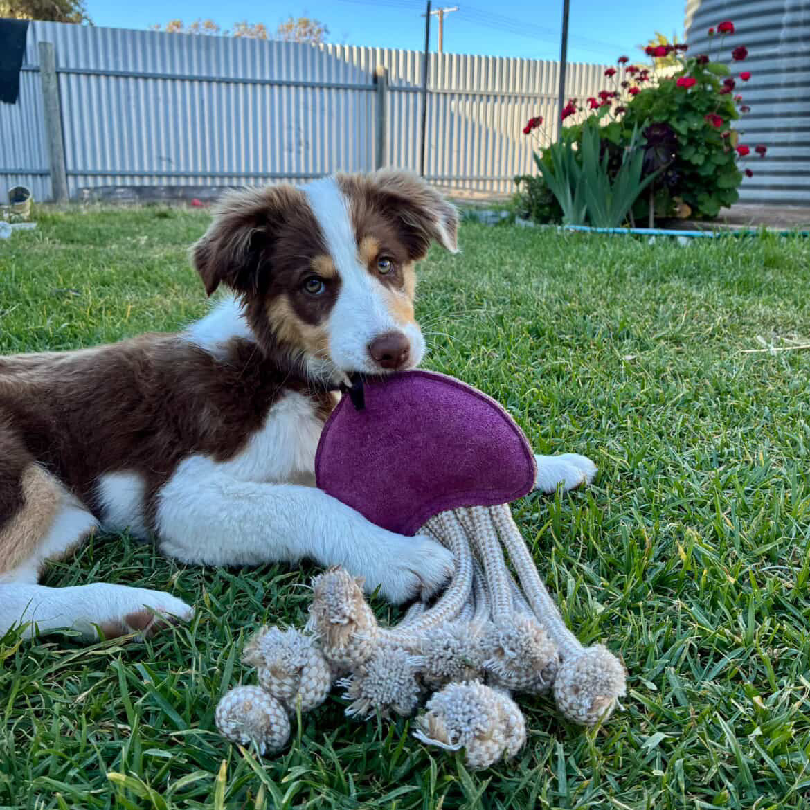 A brown and white puppy lies on green grass, holding a purple Joe Jellyfish Dog Toy by Georgie Paws in its mouth. In the background, a metal fence, red flowers, and a large cylindrical water tank complete the bright outdoor scene.