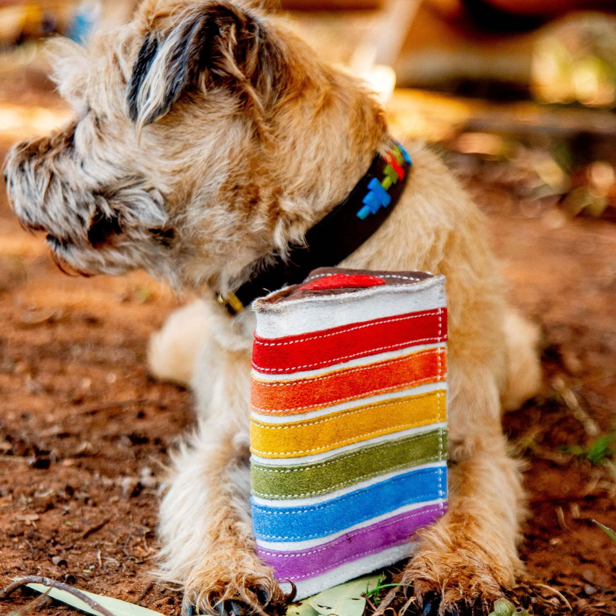 A small, fluffy dog with light brown fur lies on brown dirt, wearing a black collar and a striped rainbow bandana, next to the Georgie Paws Rainbow Cake dog toy.