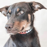 A close-up of a brown dog with light eyes and floppy ears looking sideways. It has tan face markings and wears a Polo Collar - Reg by Georgie Paws in buffalo leather with a blue and red pattern, adding luxury. A soft, pale background highlights the dog's expressive gaze.