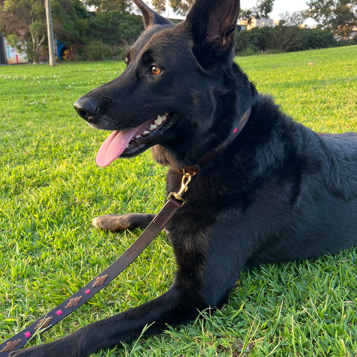 A large black dog with upright ears and a black collar lies on green grass, wearing the Georgie Paws Polo Lead - Mage. Its mouth is open, tongue out, looking left. Trees and gentle sunlight create a peaceful outdoor setting.
